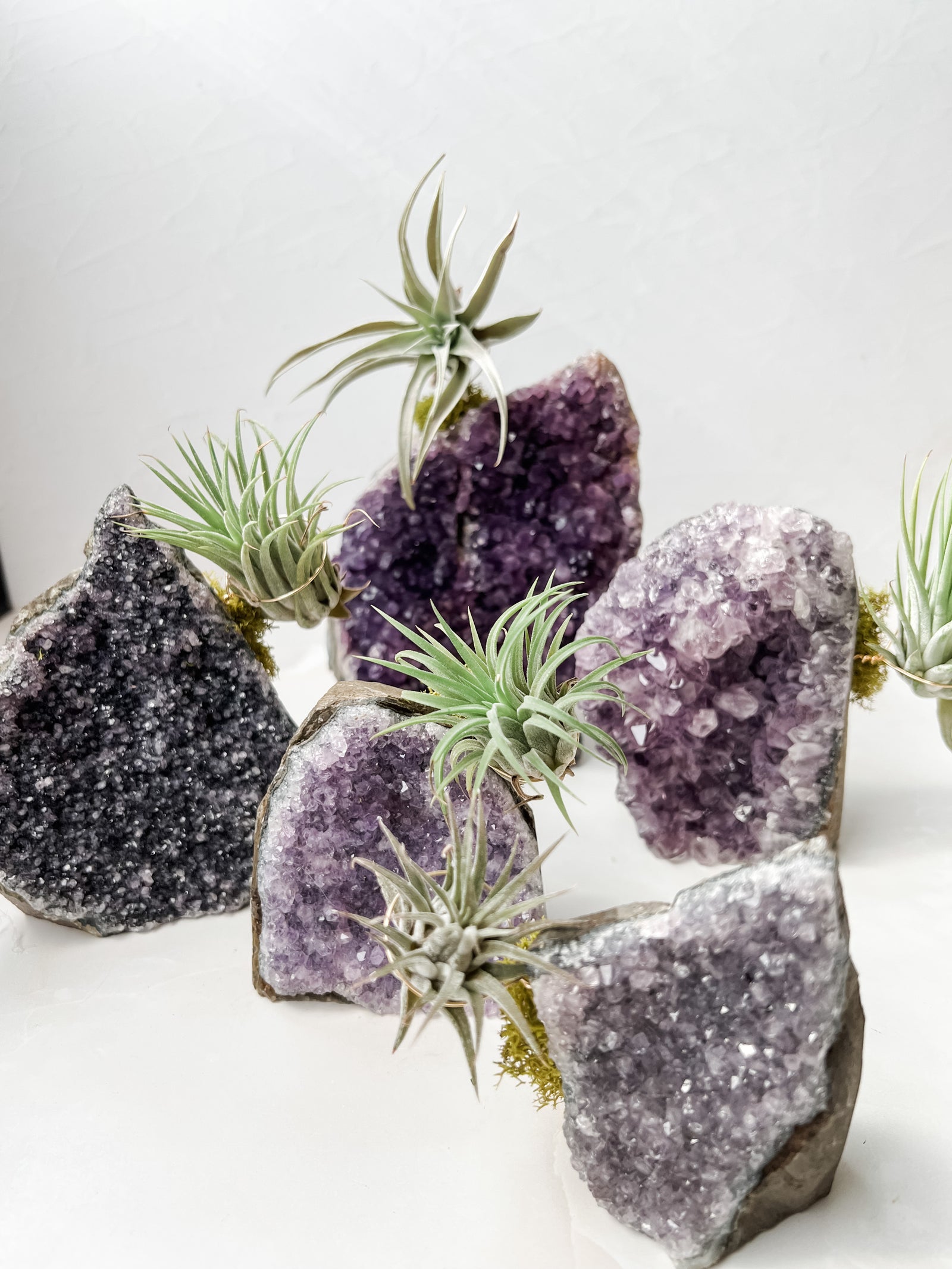 Amethyst Cathedral + air plant