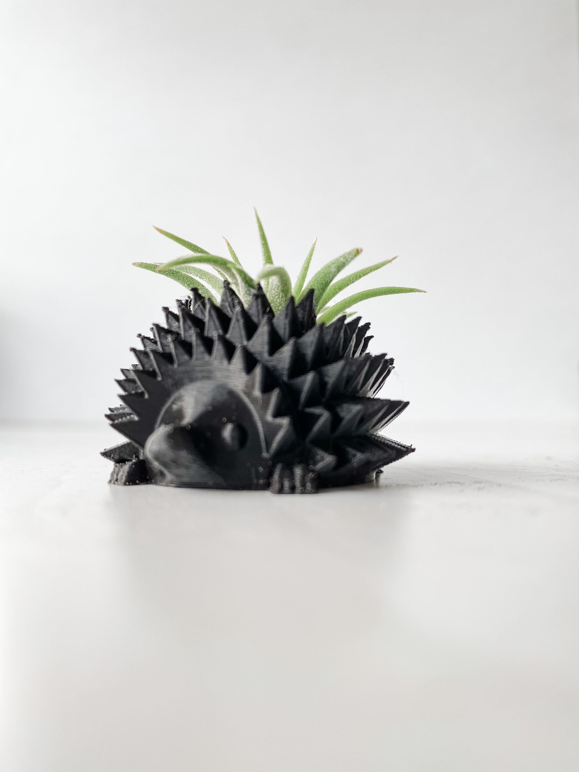 Mini Hedgehog Planter + Air Plant