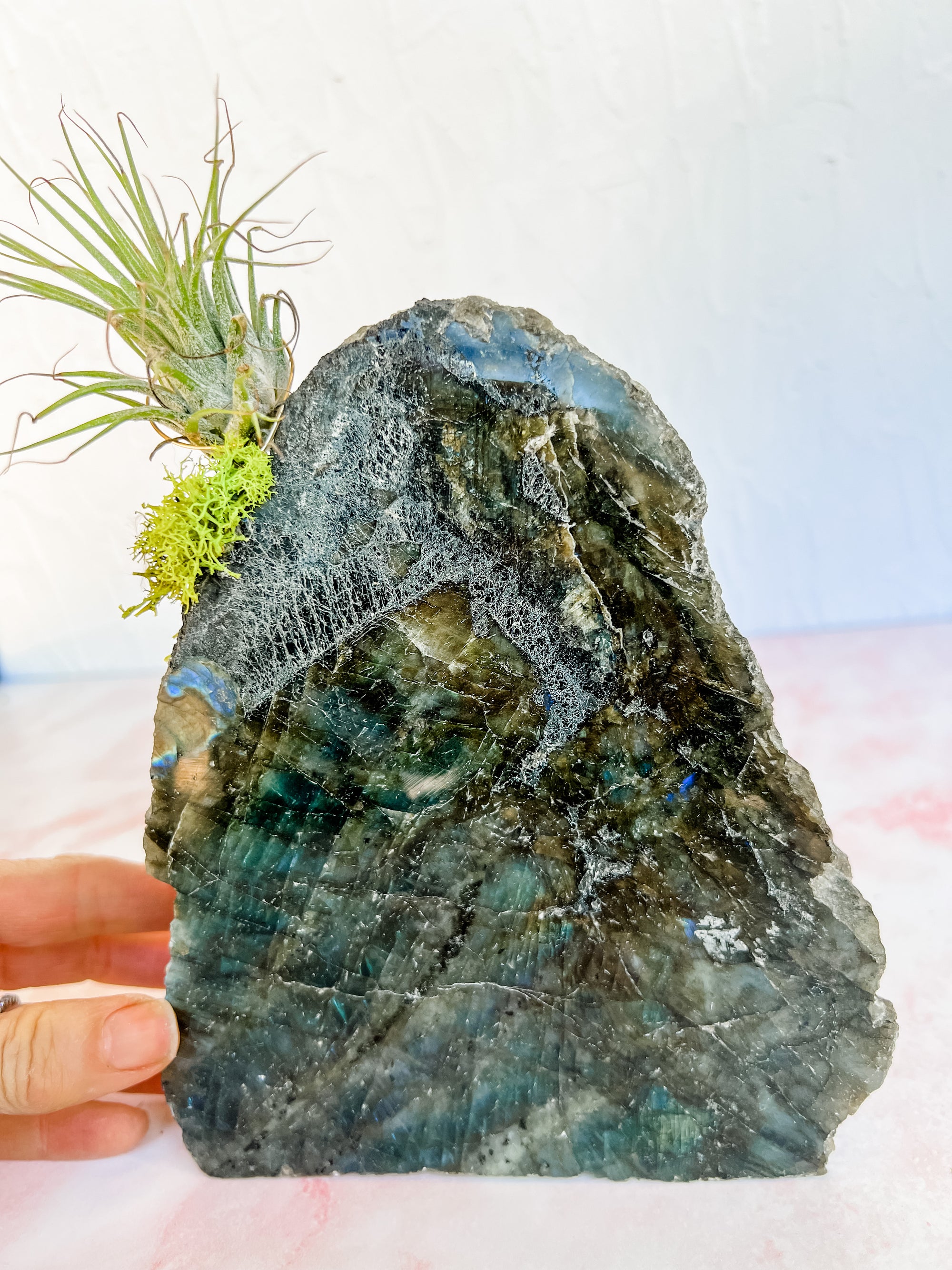 Labradorite + air plant