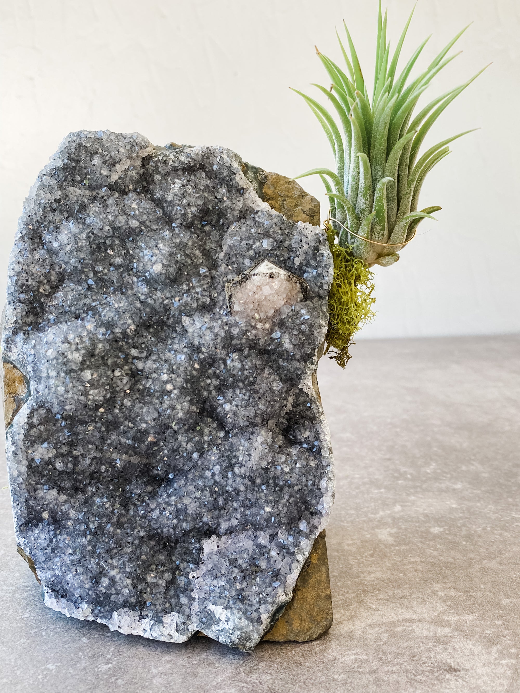 Amethyst Clusters + air plant