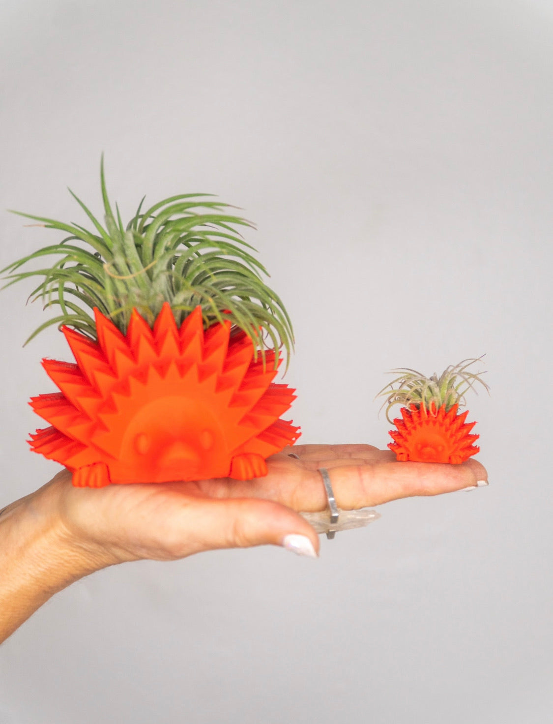 Hedgehog Planter + Air Plant
