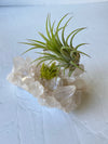 Tibetan Crystal Quartz + Air Plant