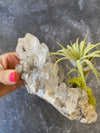 Tibetan Crystal Quartz + Air Plant