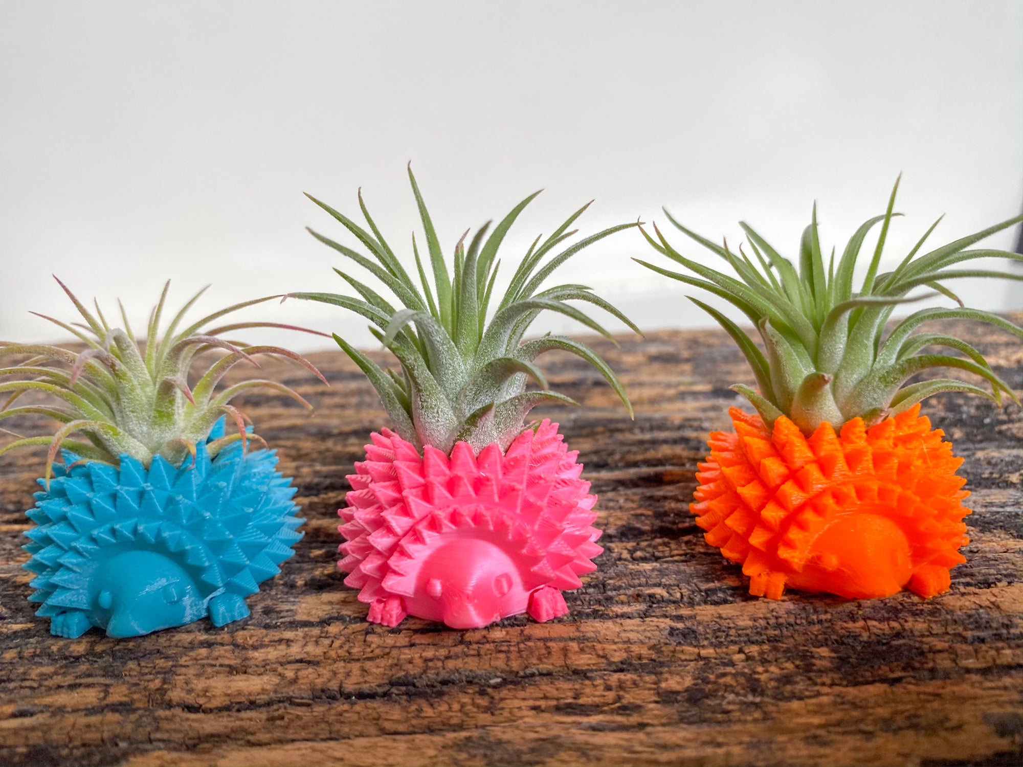 Mini Hedgehog Planter + Air Plant