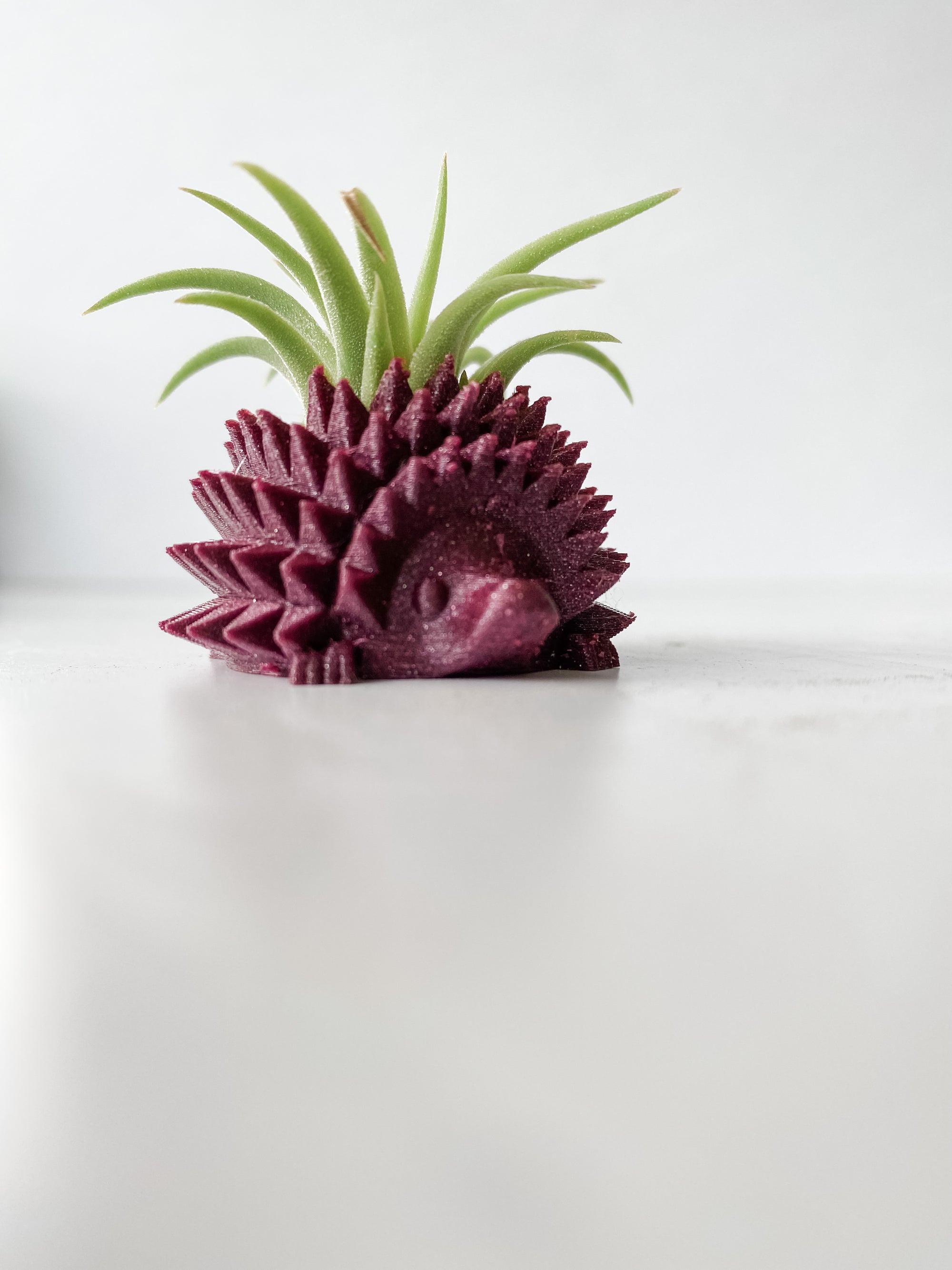 Mini Hedgehog Planter + Air Plant
