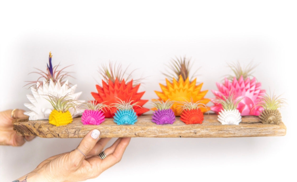 Hedgehog Planter + Air Plant