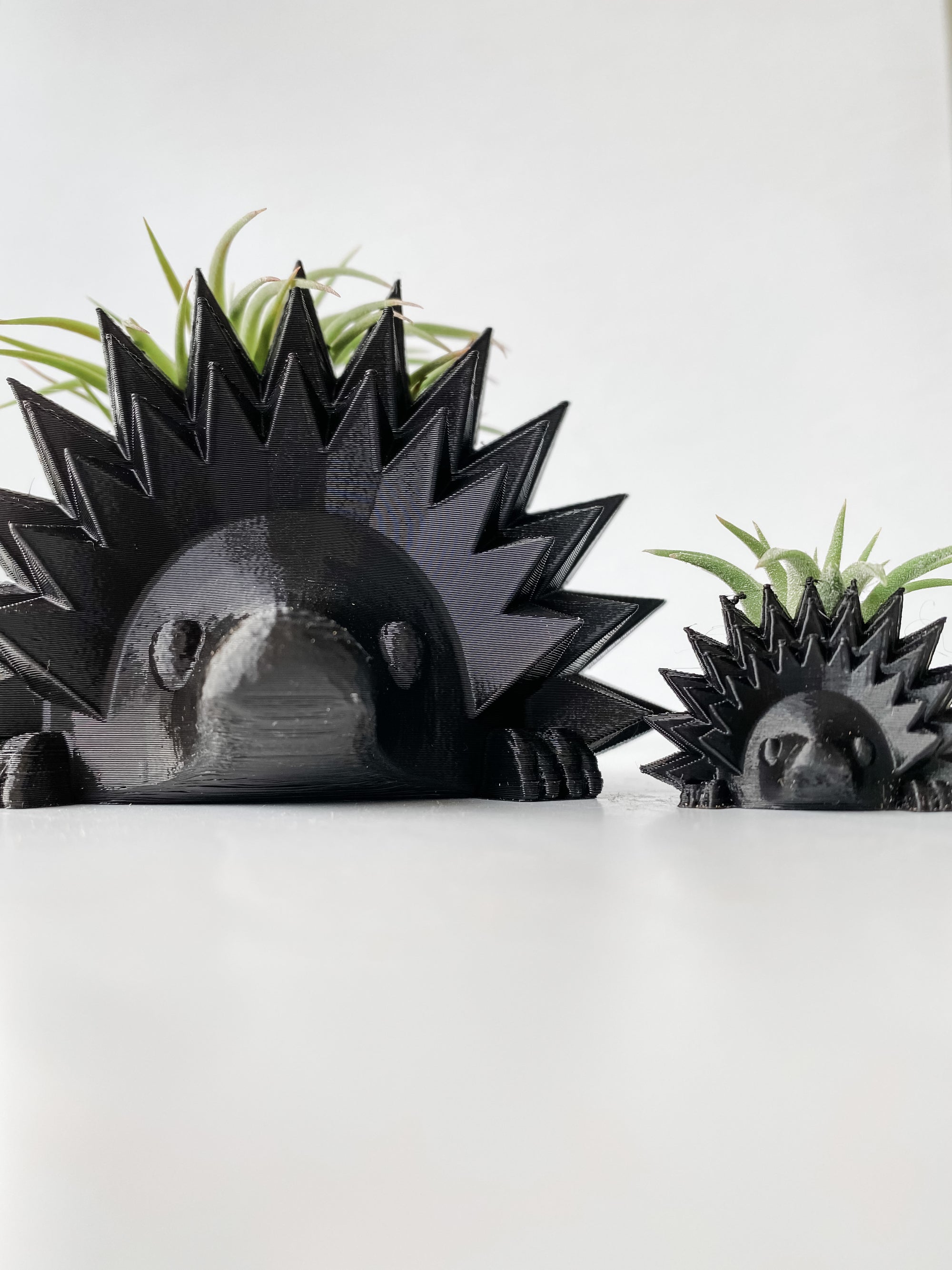 Hedgehog Planter + Air Plant