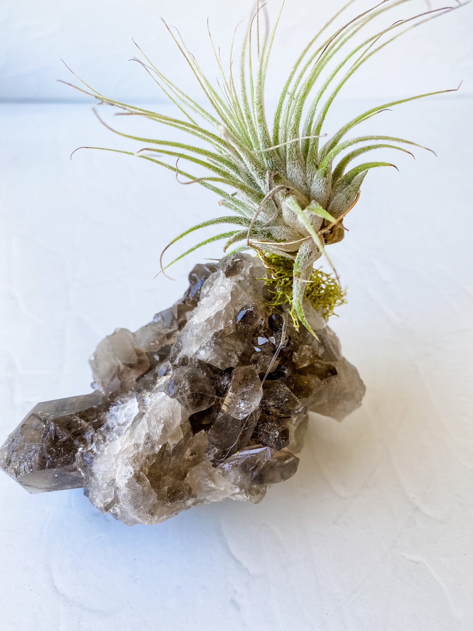 Smokey Crystal Quartz + Air Plant
