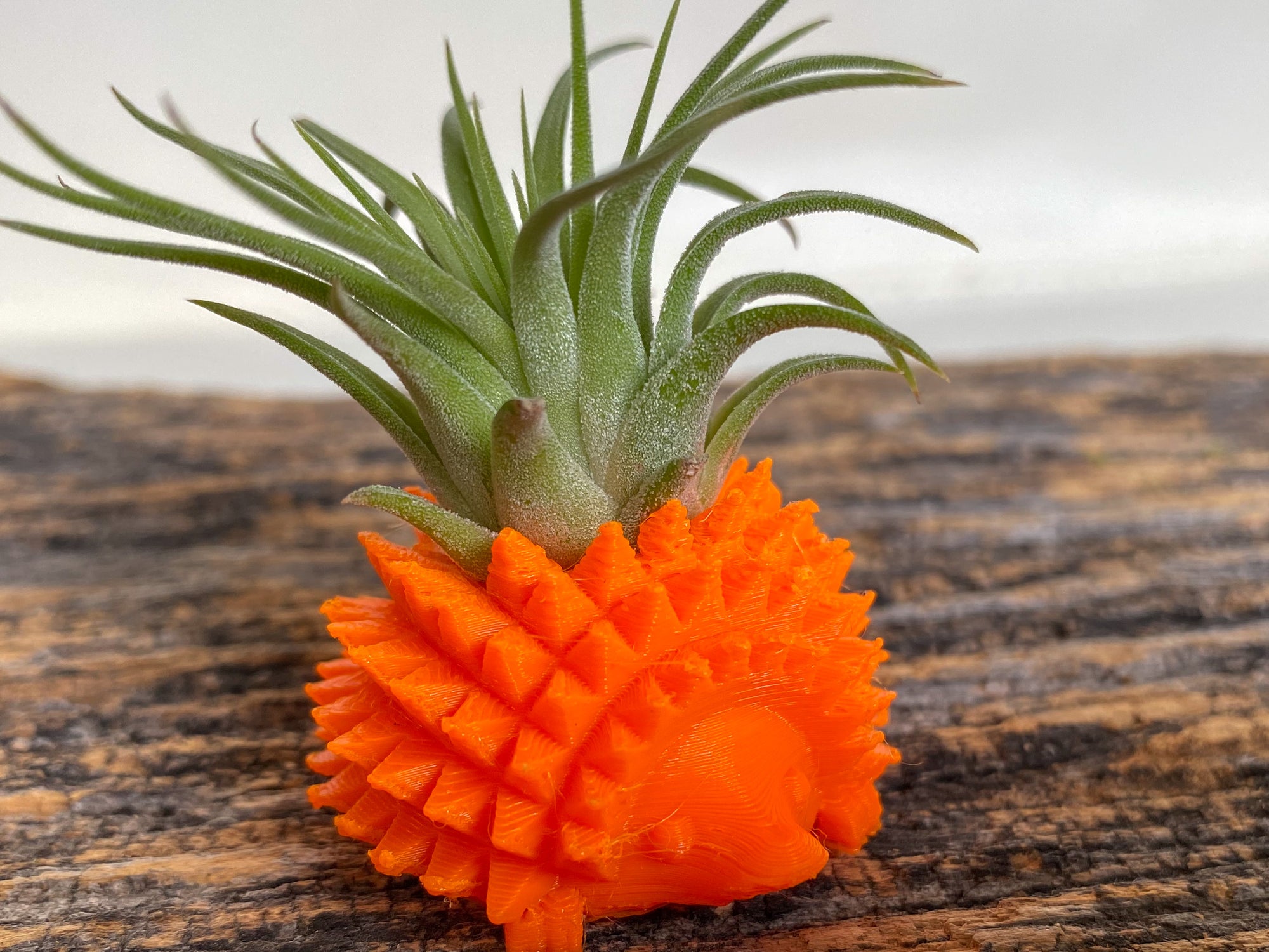 Mini Hedgehog Planter + Air Plant