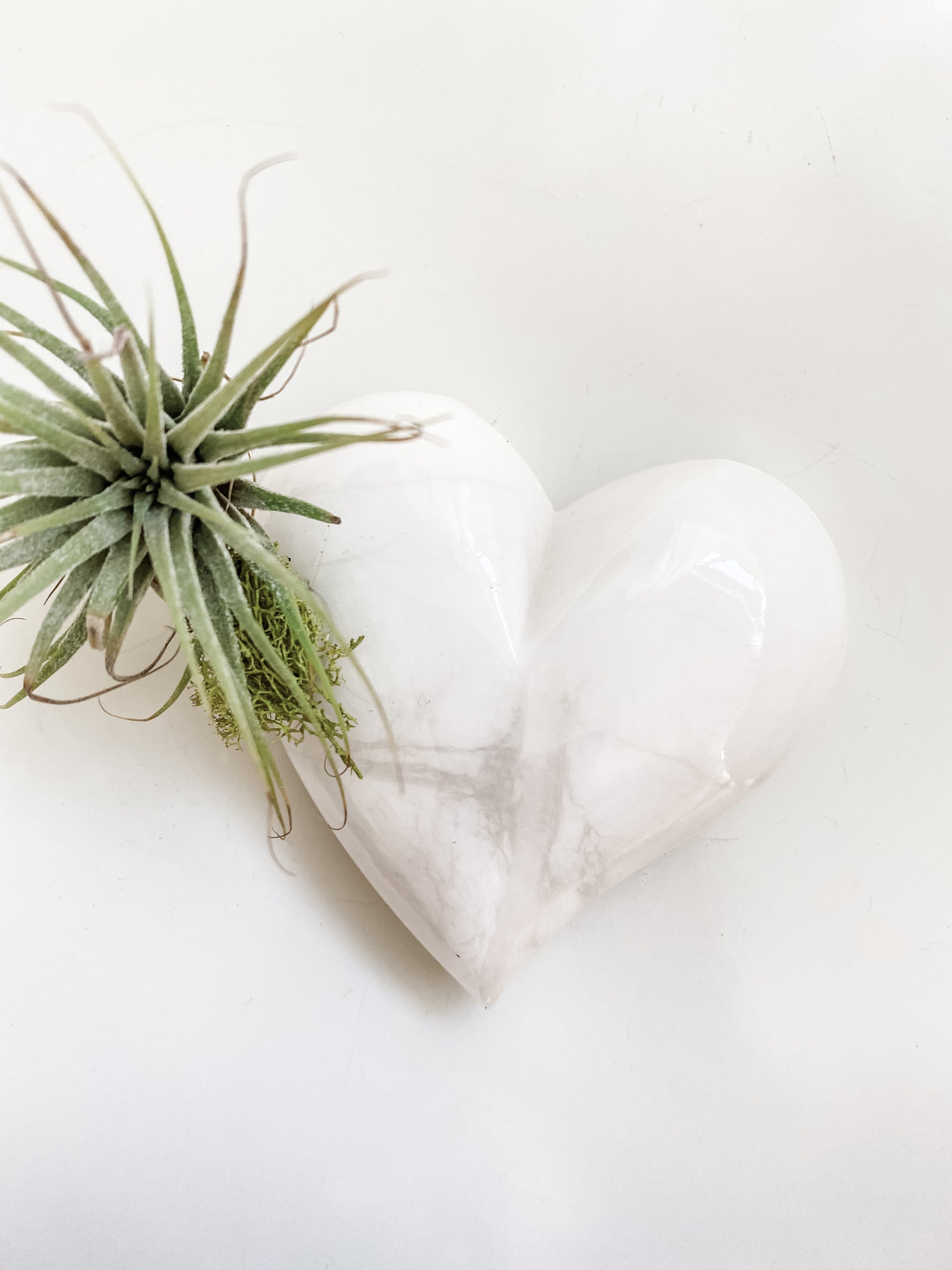 Alabaster Heart + Air Plant