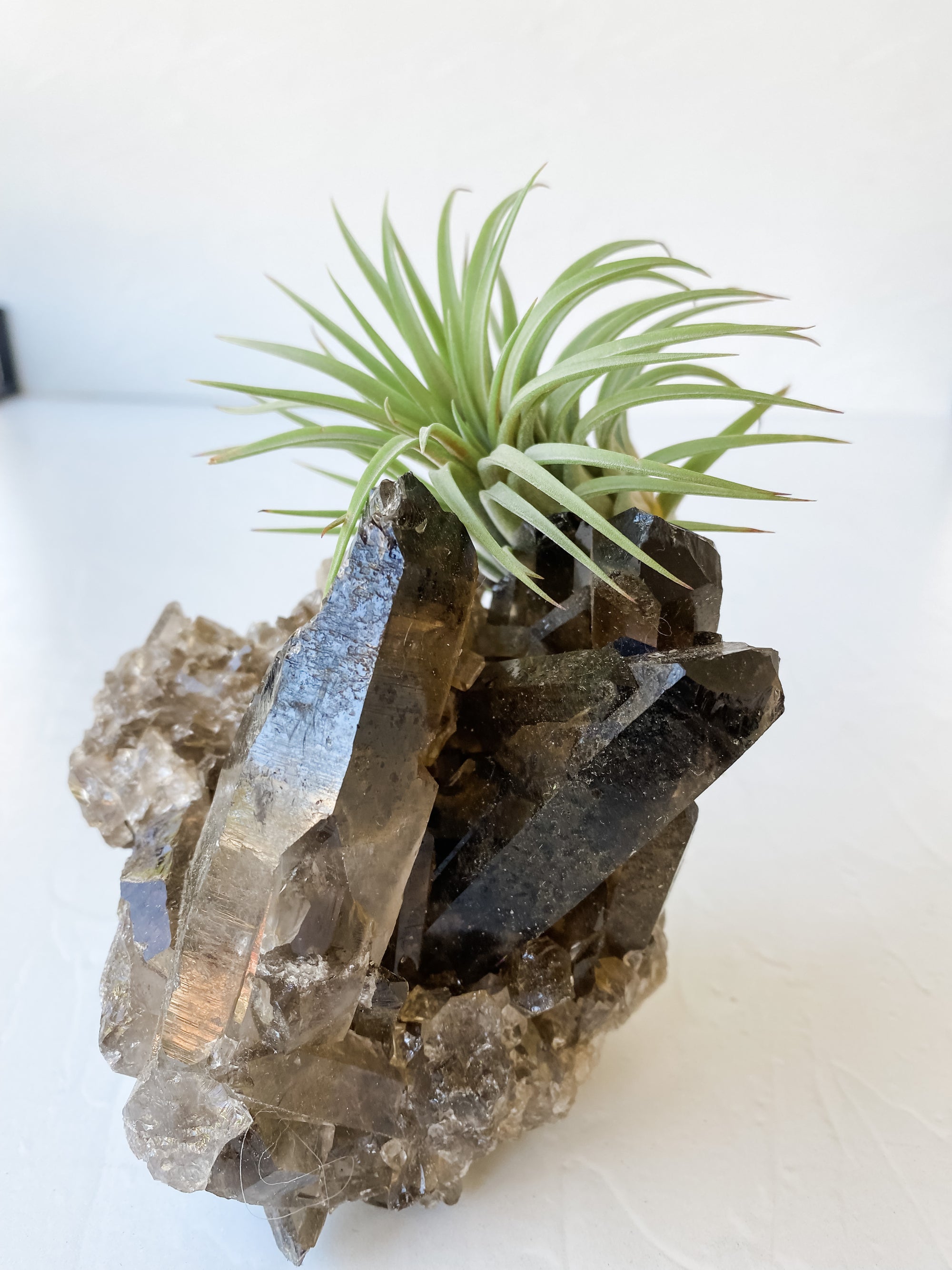 Smokey Crystal Quartz + Air Plant