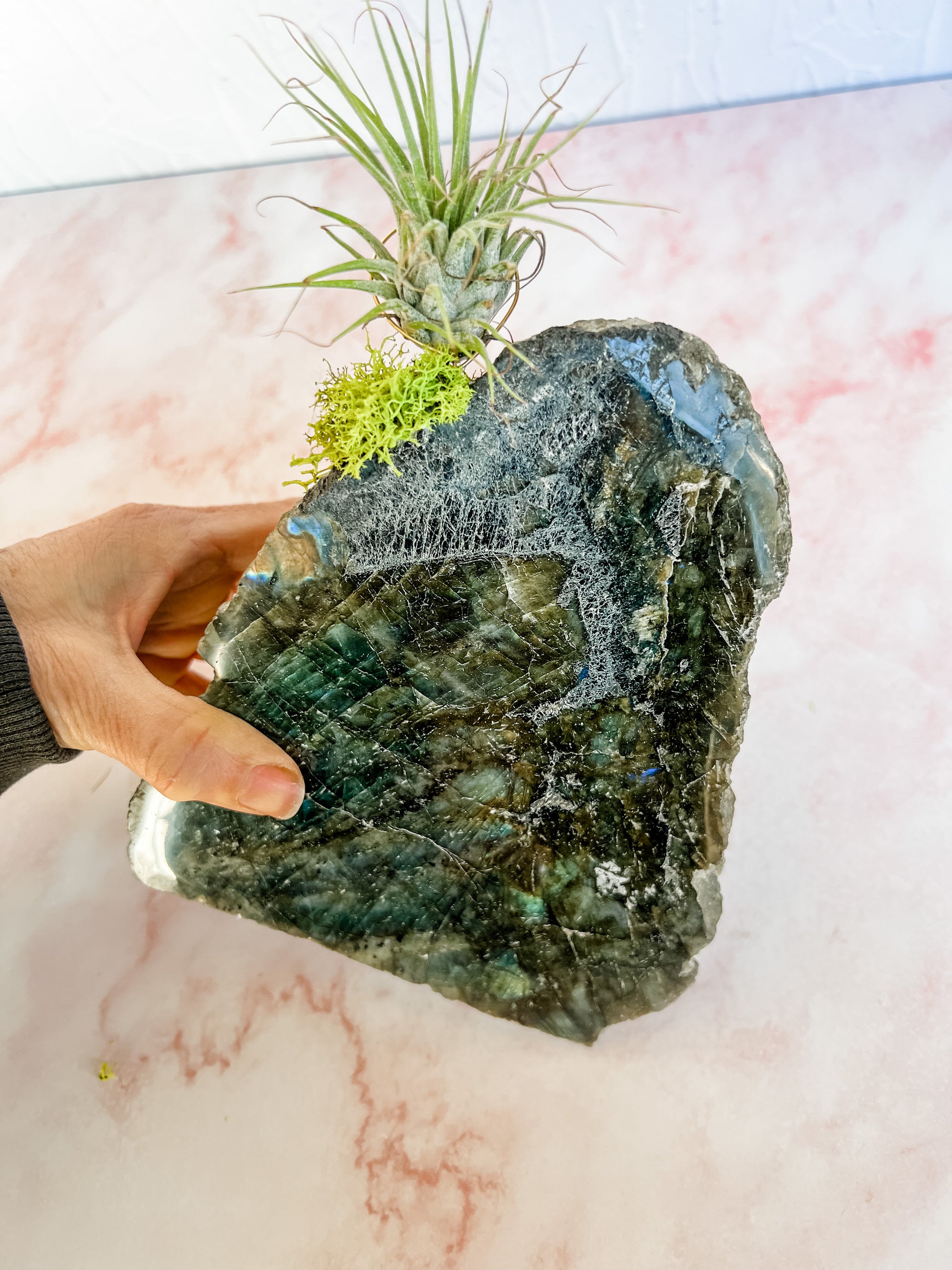 Labradorite + air plant