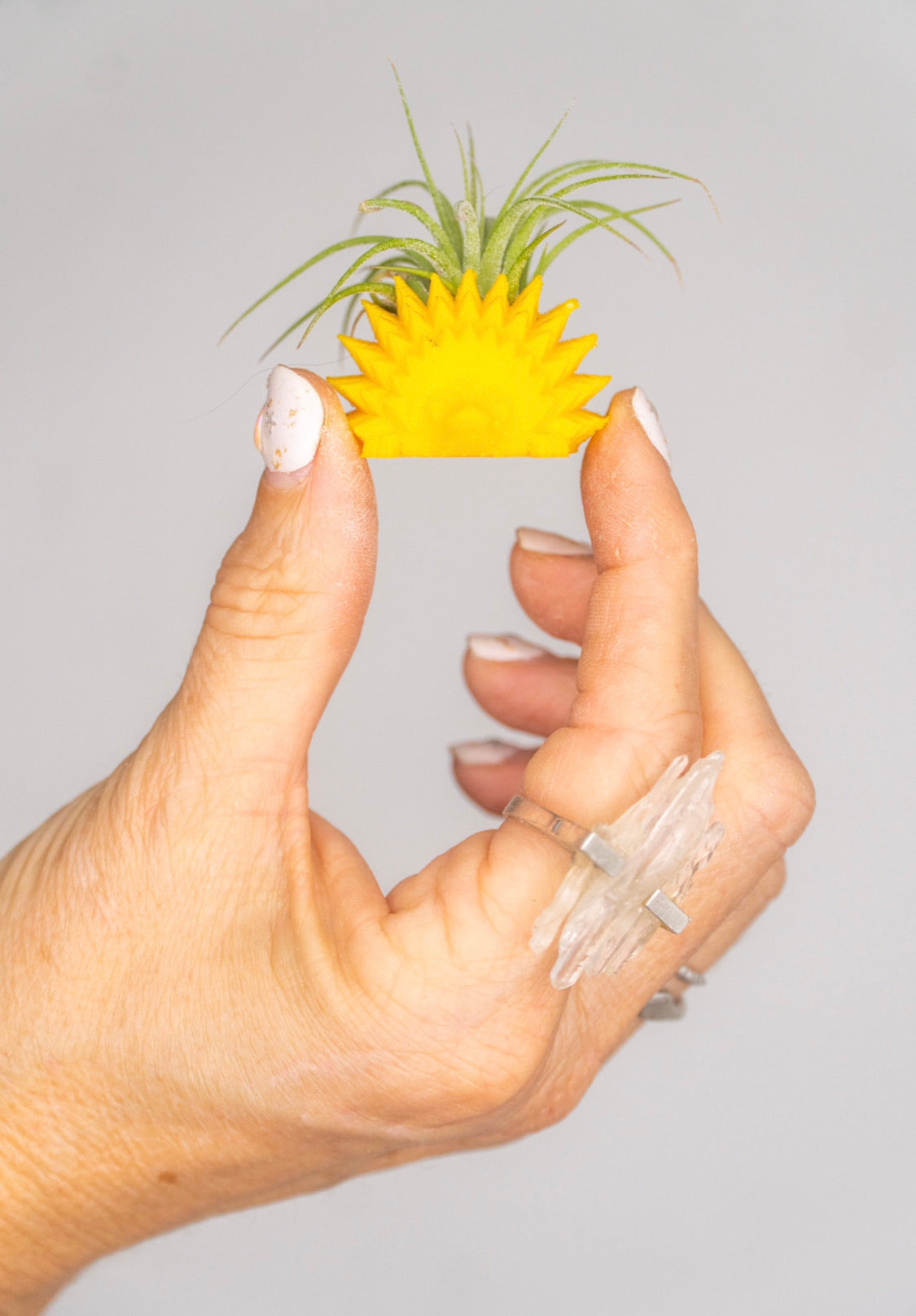 Mini Hedgehog Planter + Air Plant