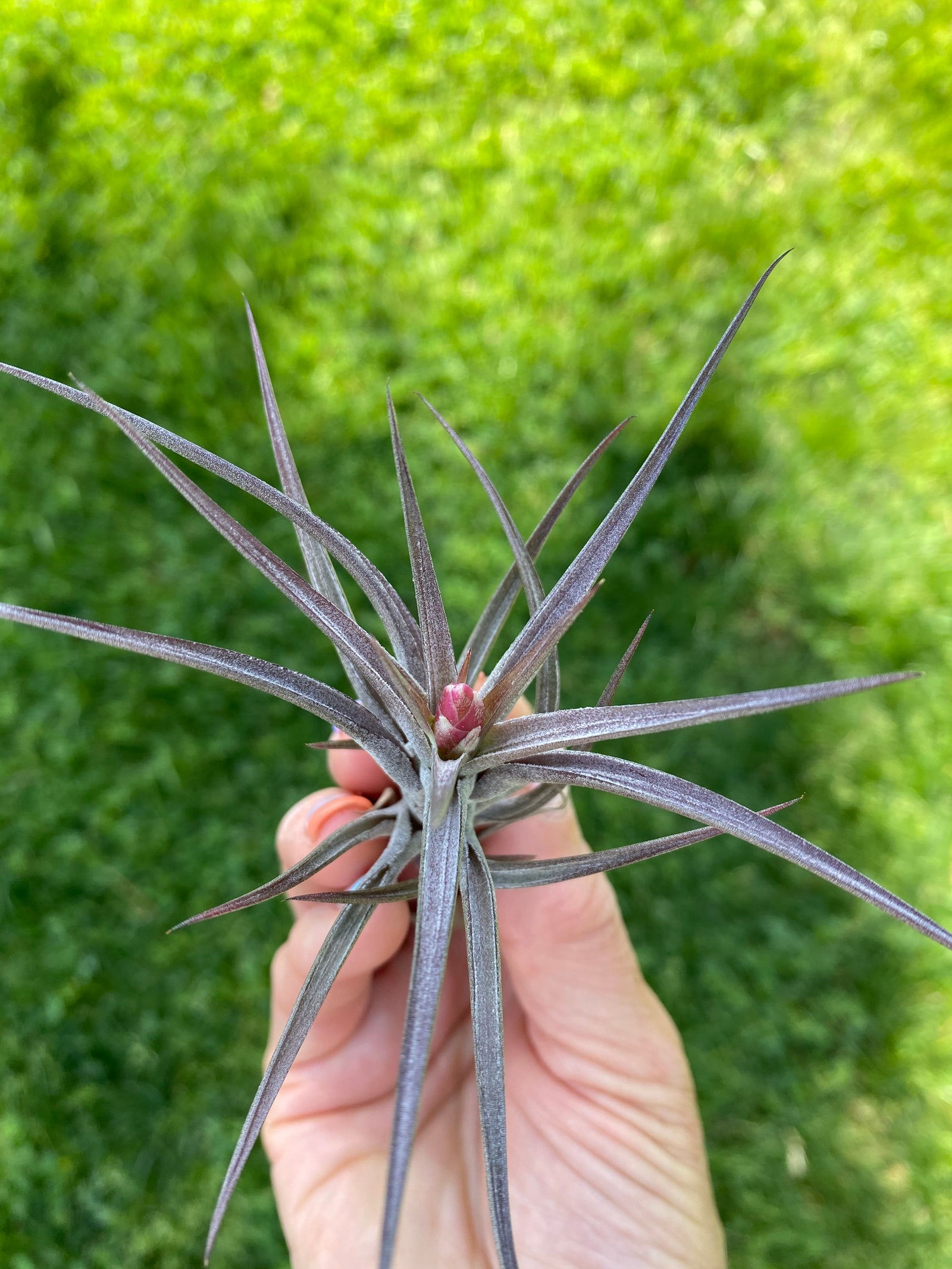 Tillandsia Jonesii