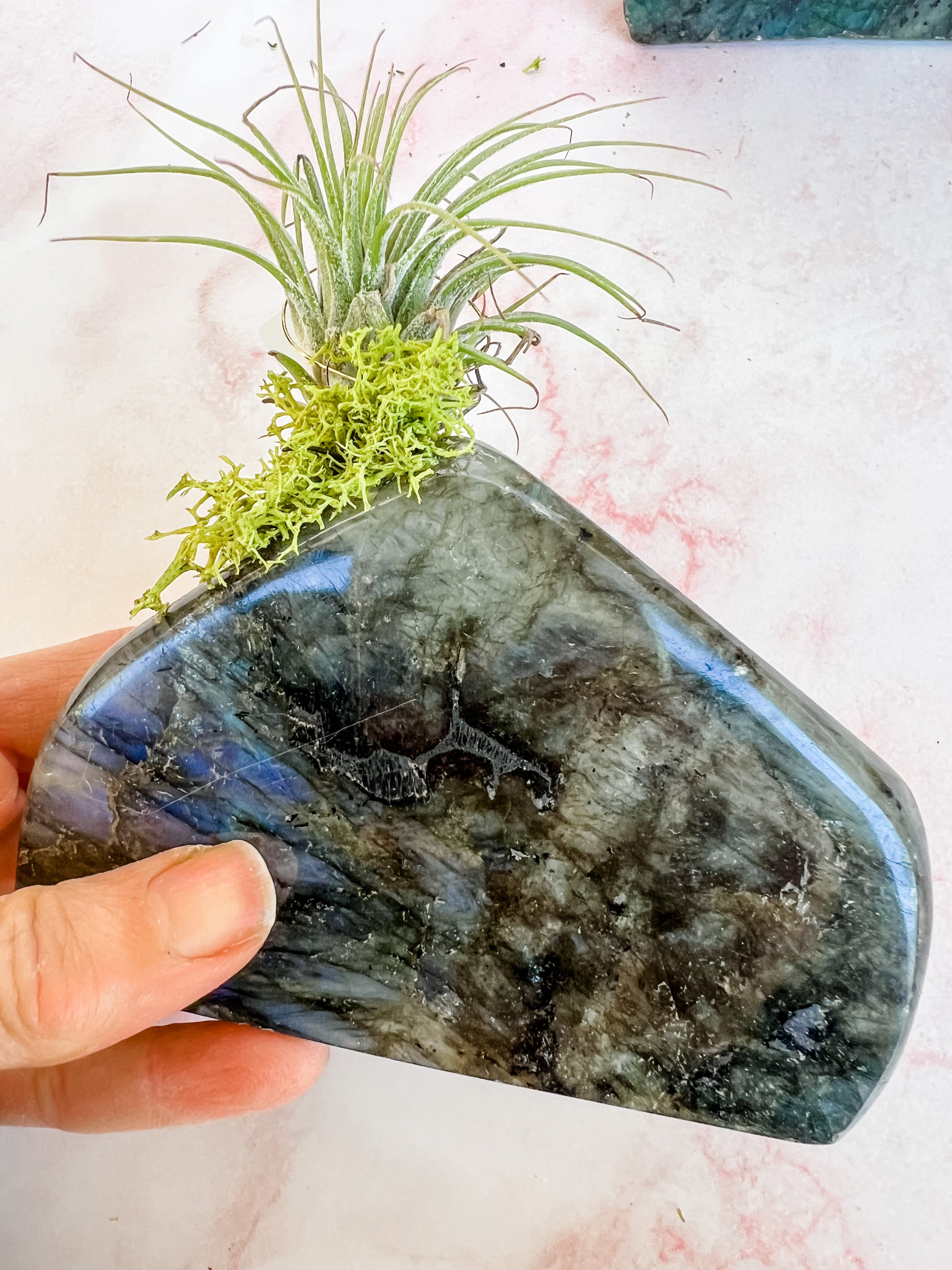 Labradorite + air plant