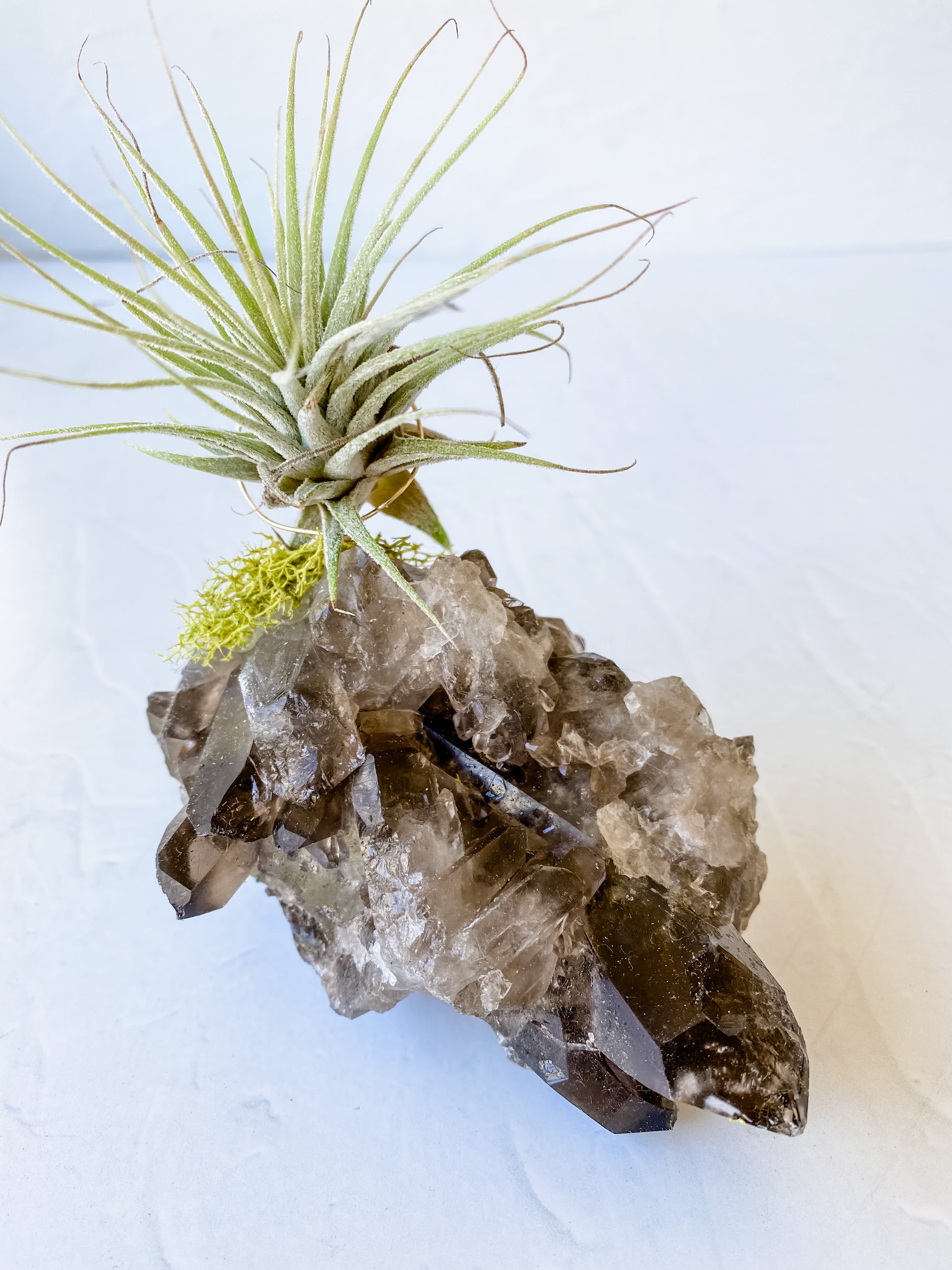 Smokey Crystal Quartz + Air Plant