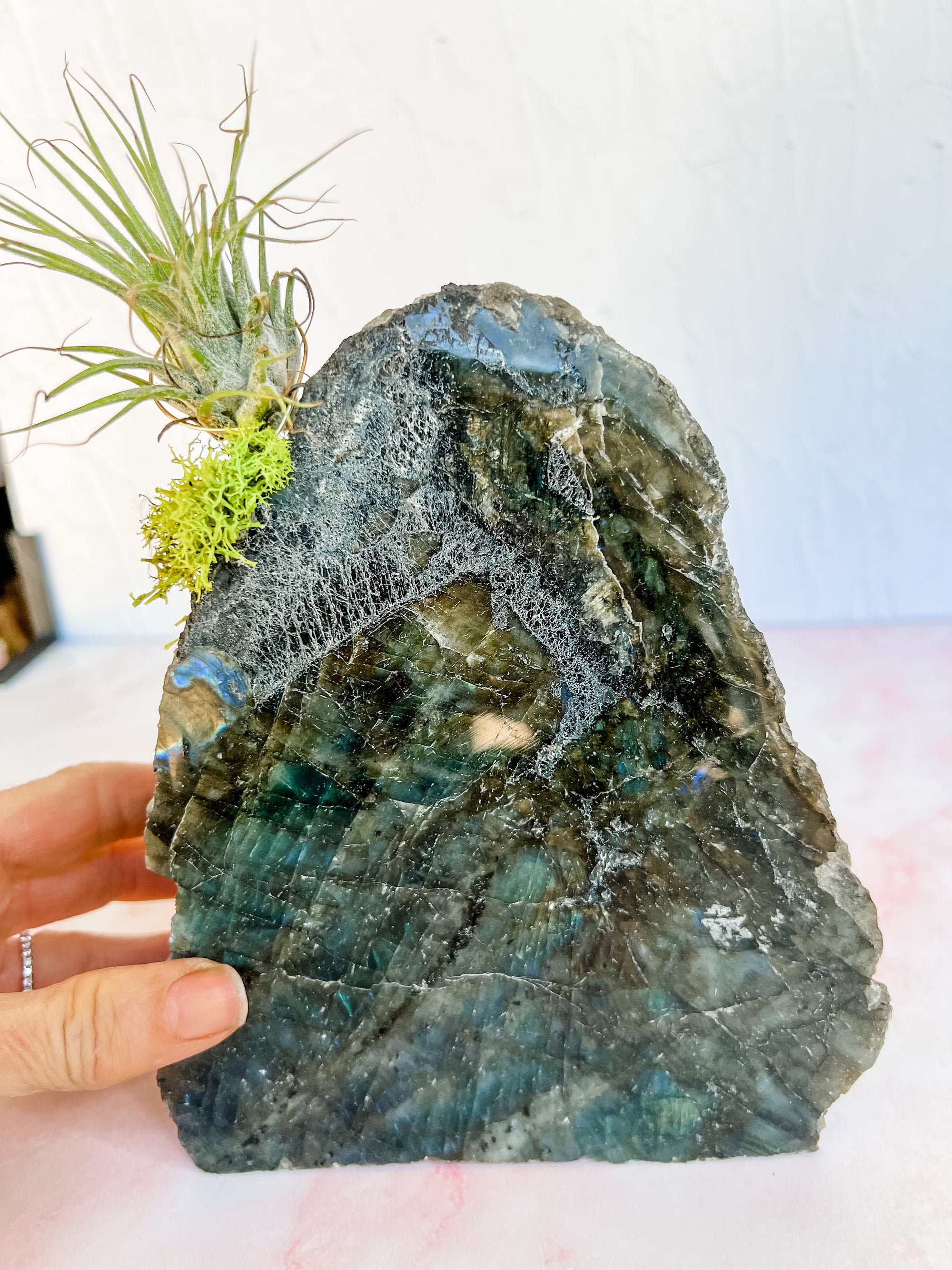 Labradorite + air plant