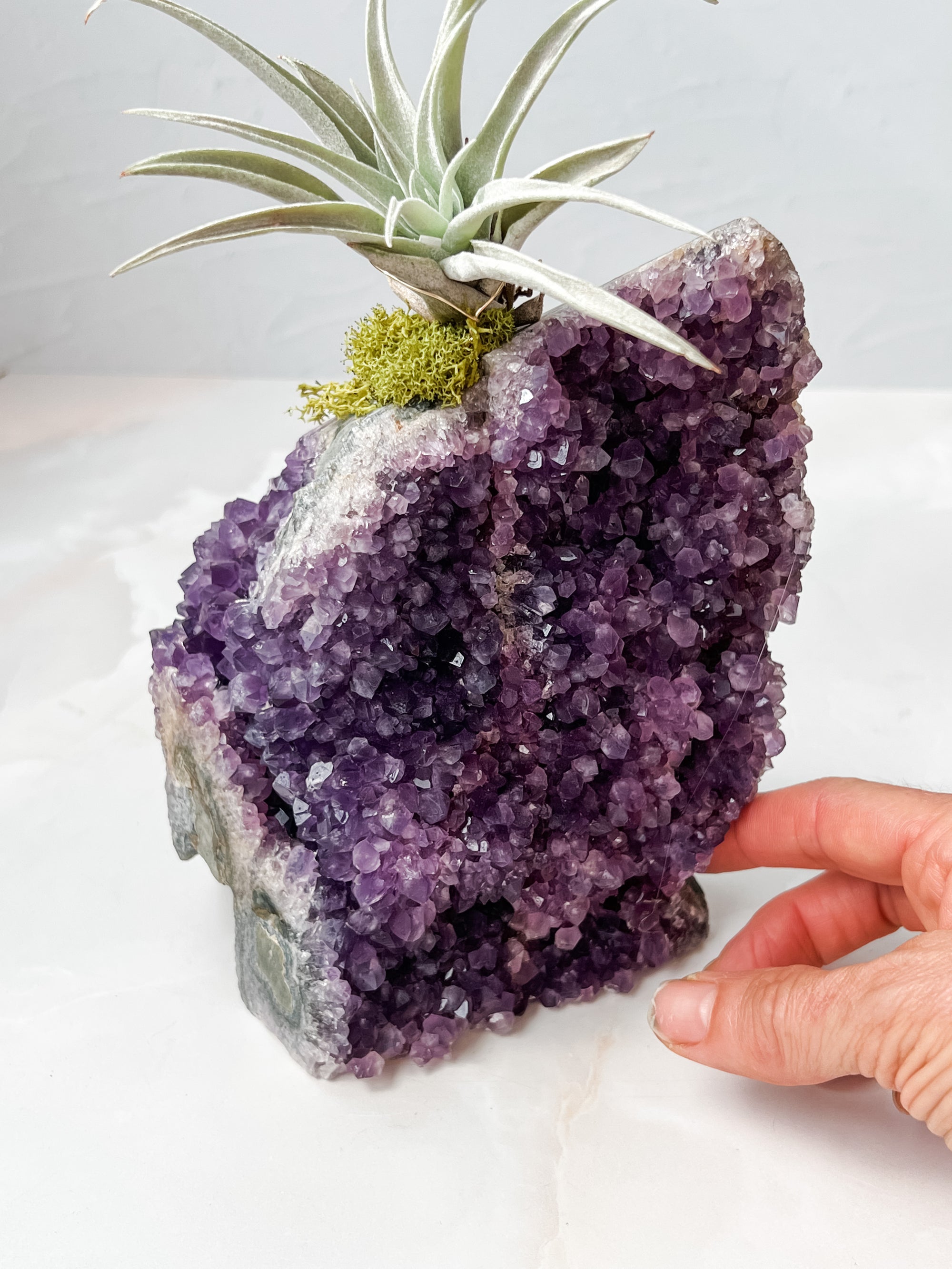 Amethyst Cathedral + air plant