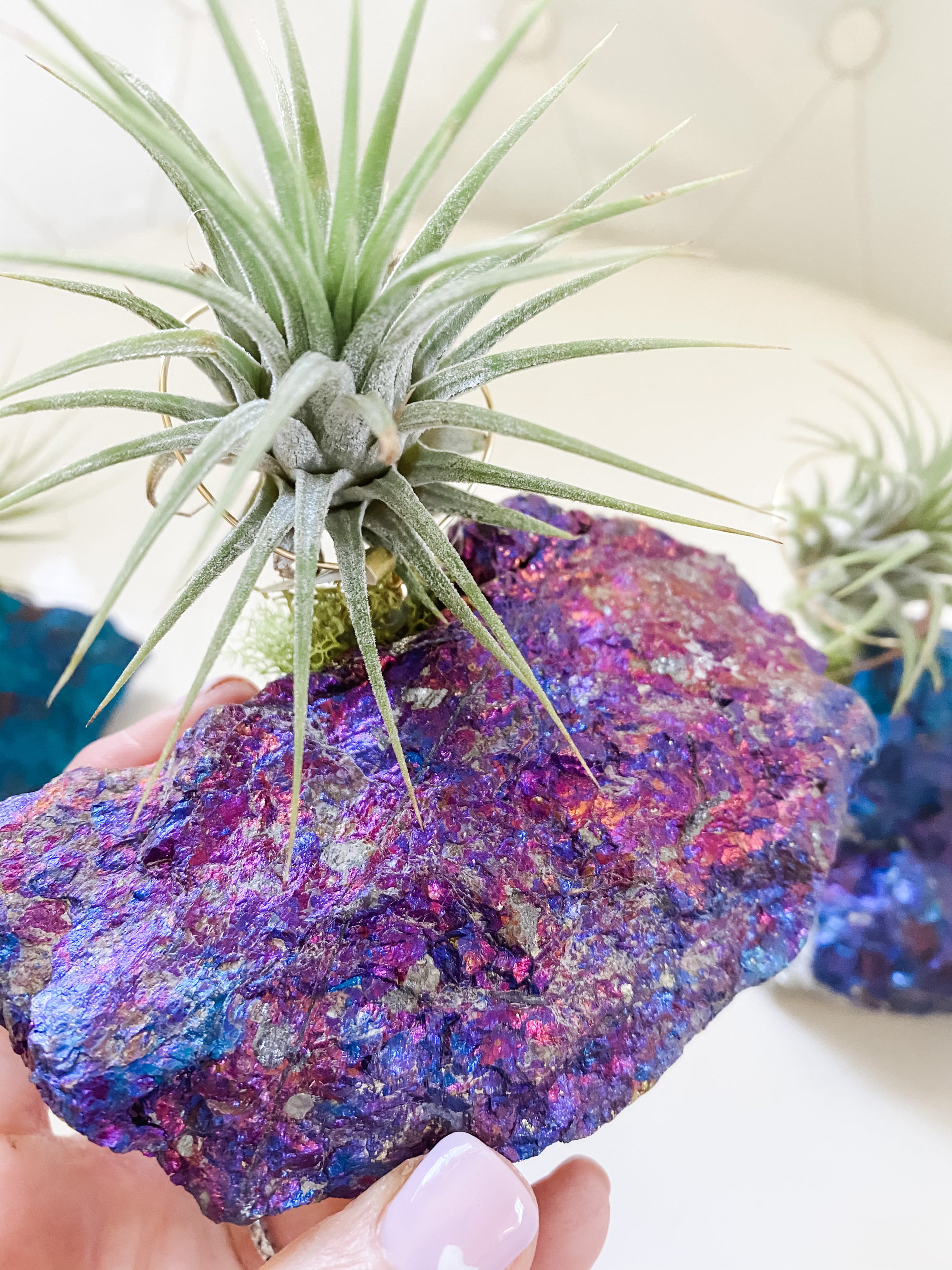 Chalcopyrite Peacock Ore + Air Plant