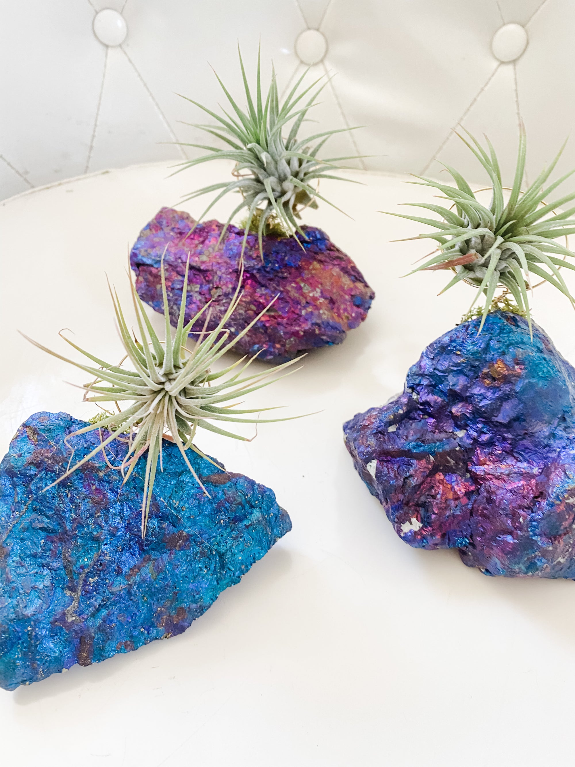 Chalcopyrite Peacock Ore + Air Plant
