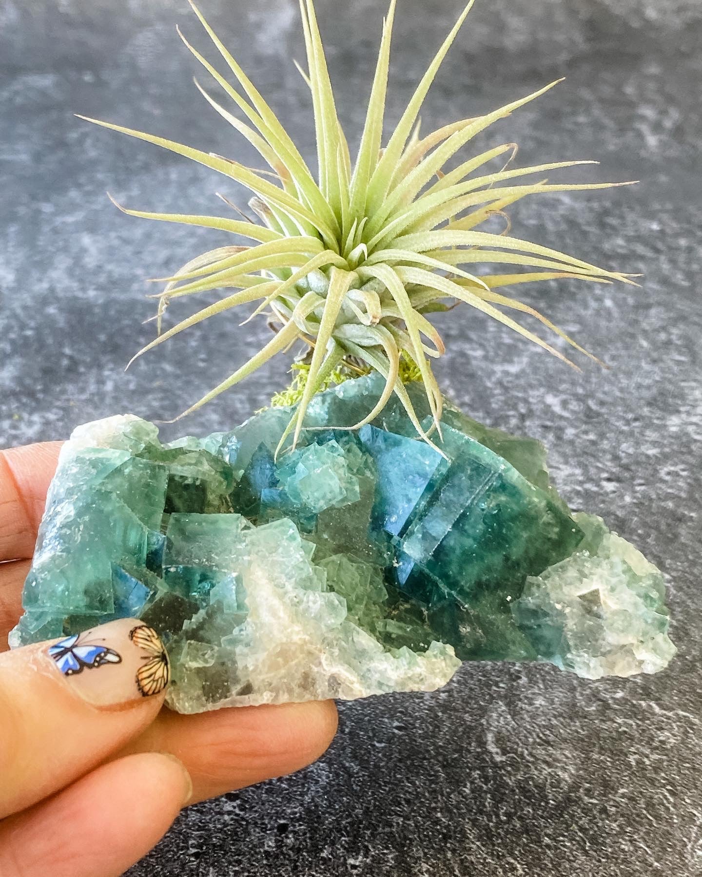 Green Rough Fluorite and Air plant