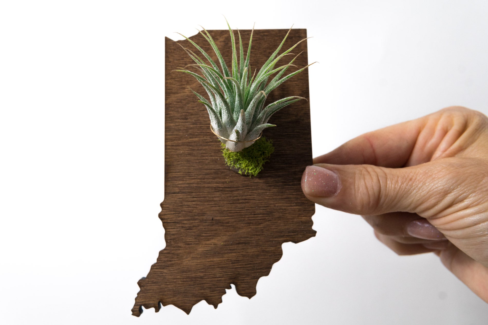 Indiana State Wooden Cut Out Magnet  + Air Plant