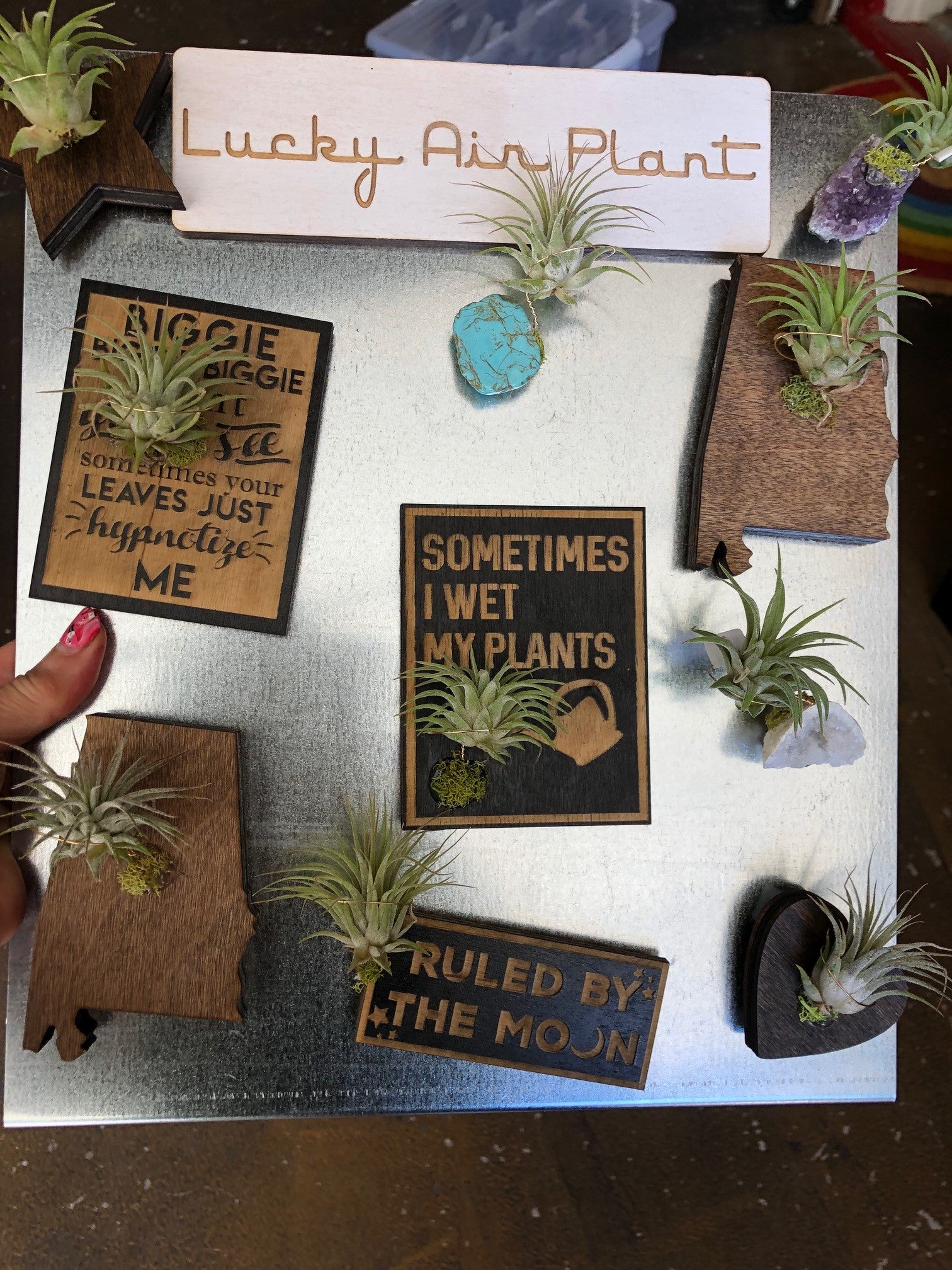 Fun Magnets + Air Plants