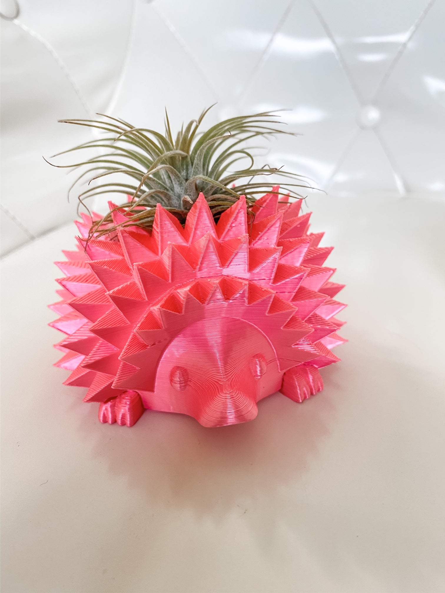 Hedgehog Planter + Air Plant