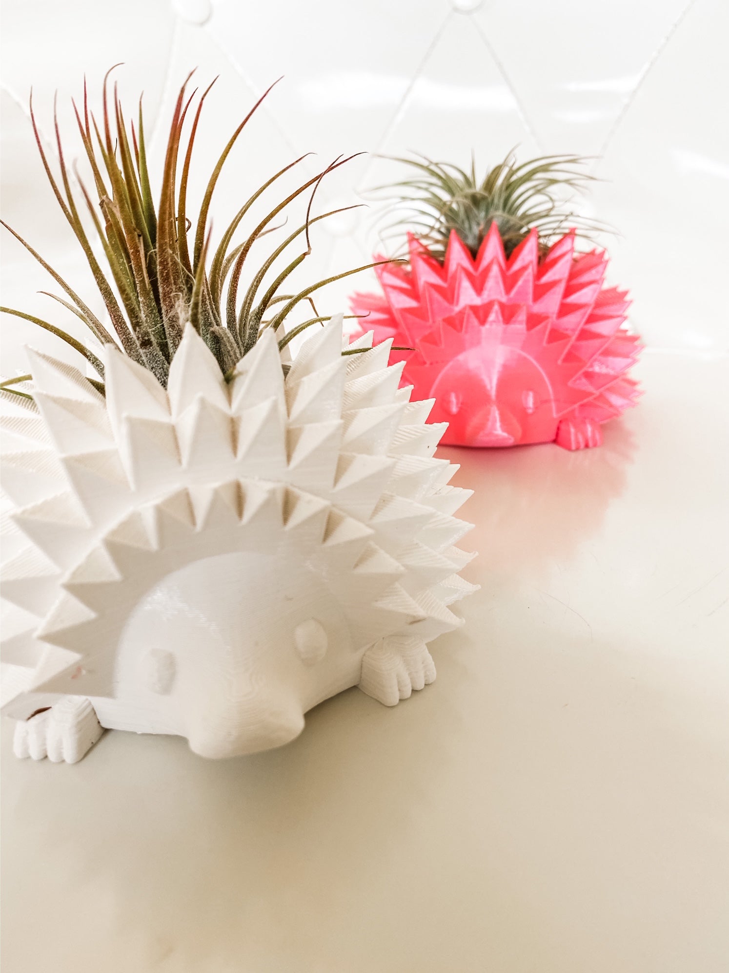 Hedgehog Planter + Air Plant