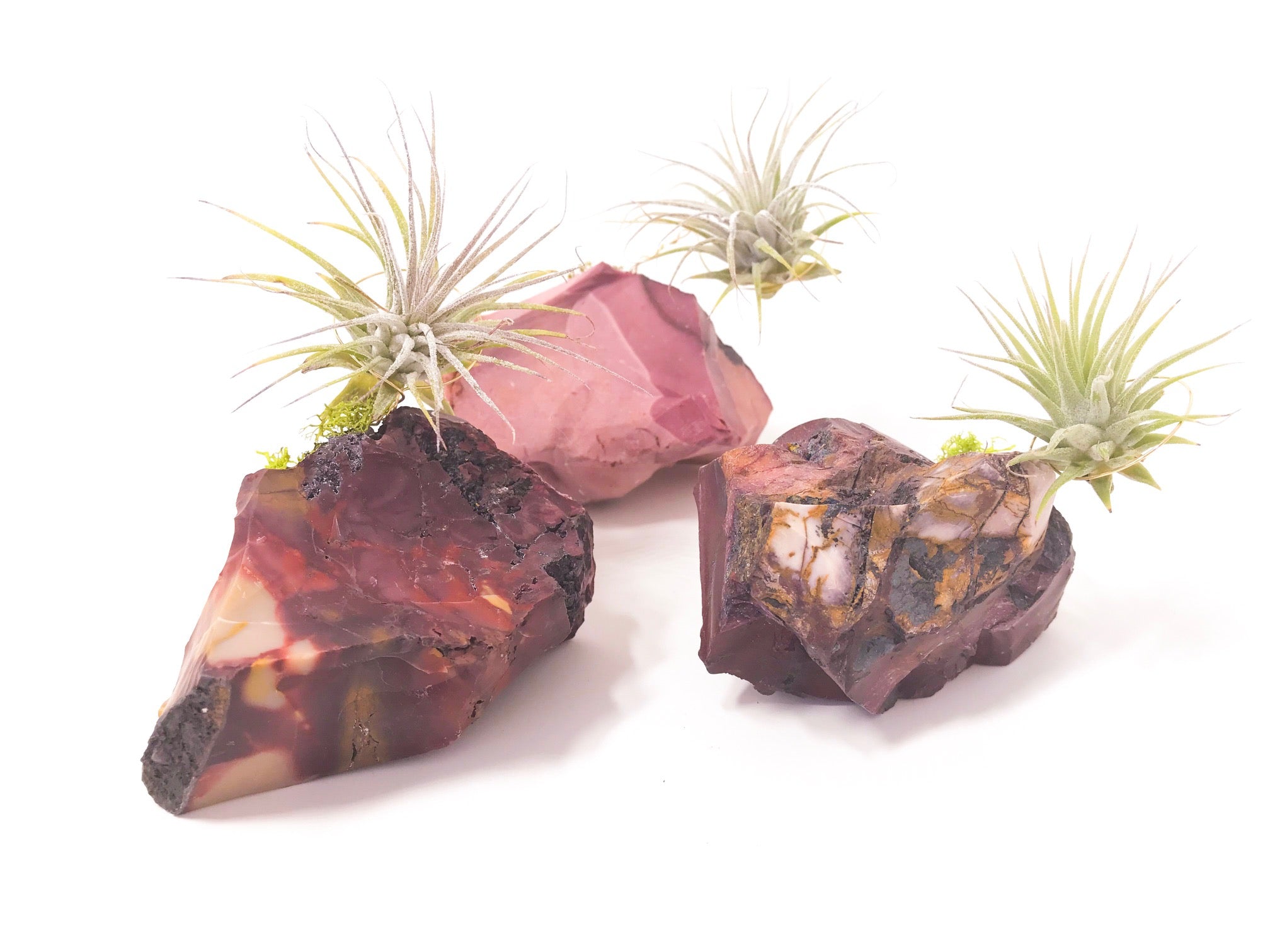 lucky air plant Mookaite + Air Plant