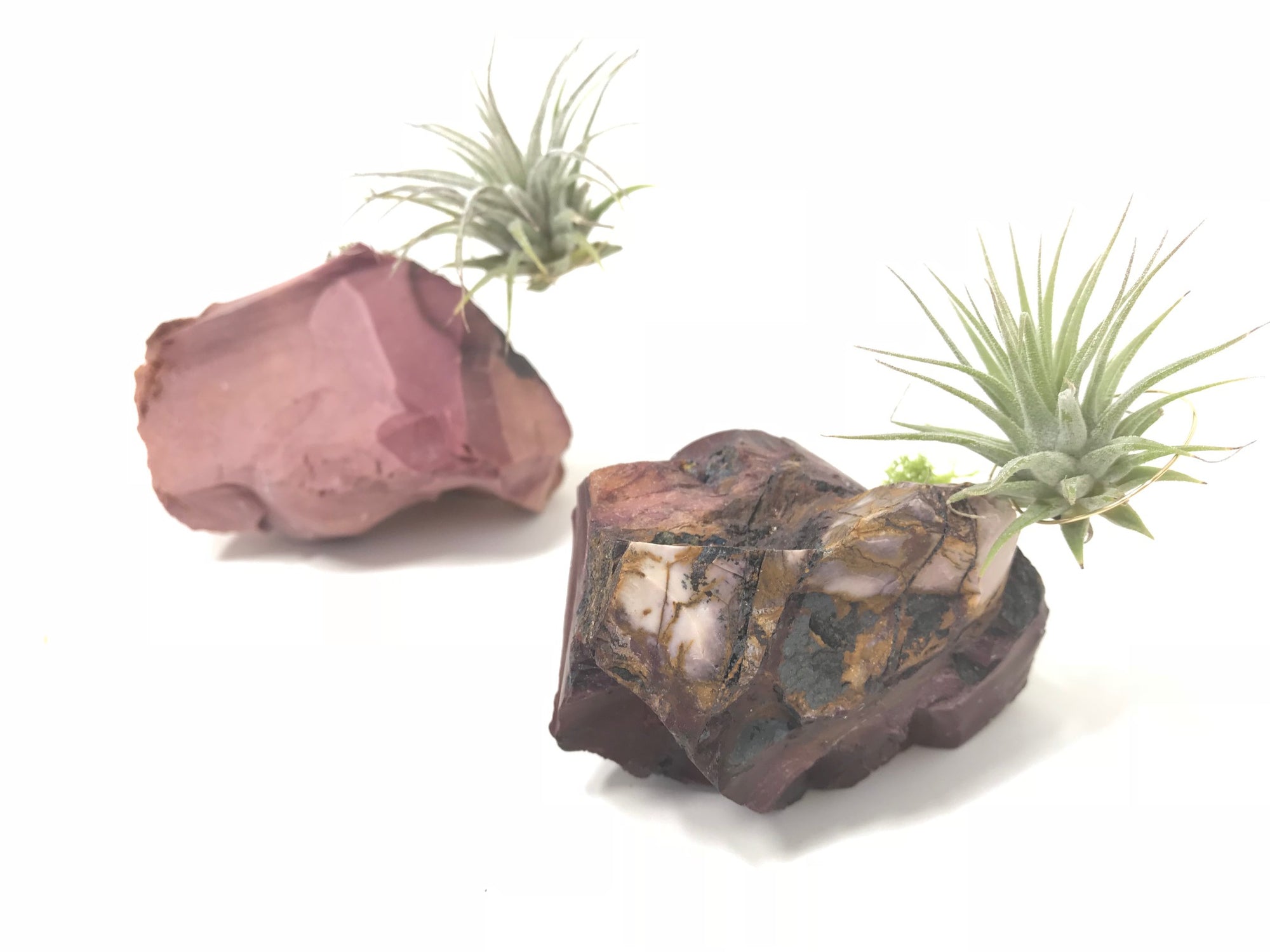 Mookaite + Air Plant