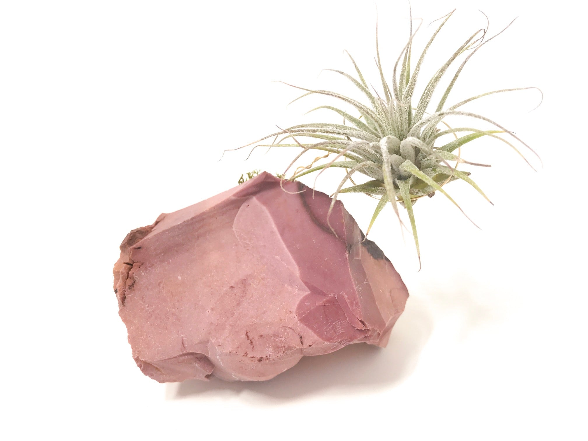 lucky air plant Mookaite + Air Plant