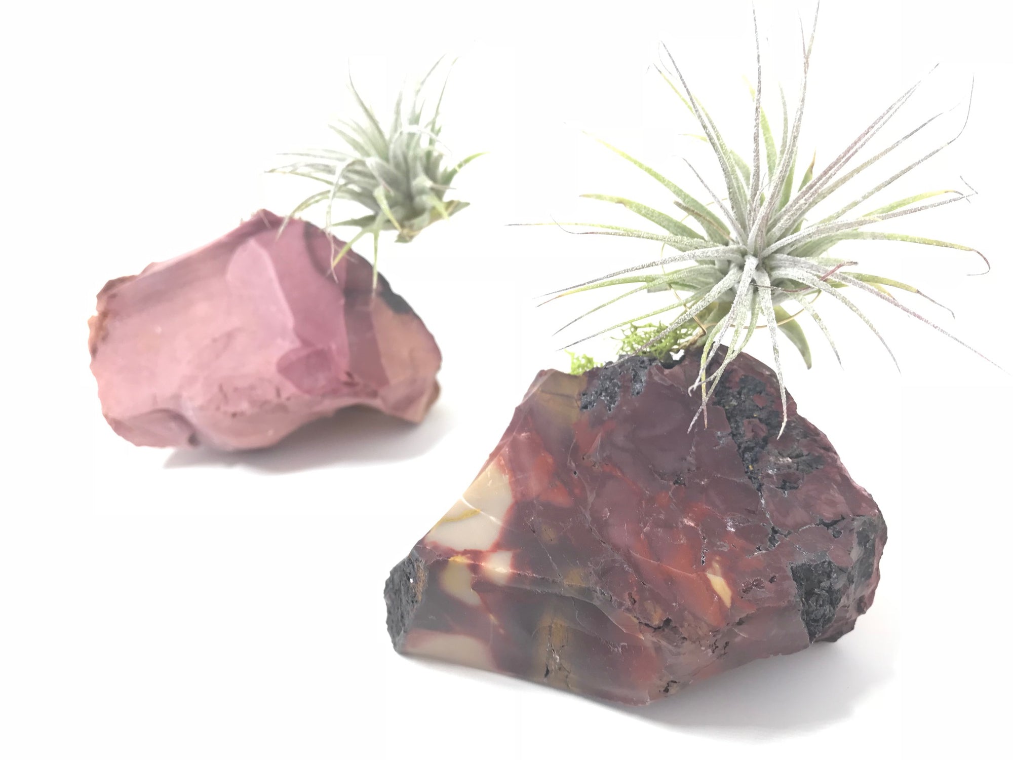 Mookaite + Air Plant
