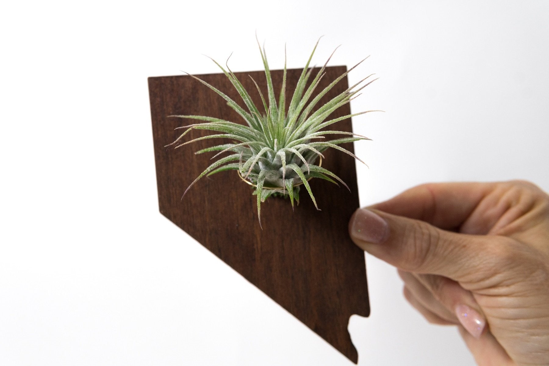 Nevada State Wooden Cut Out Magnet  + Air Plant
