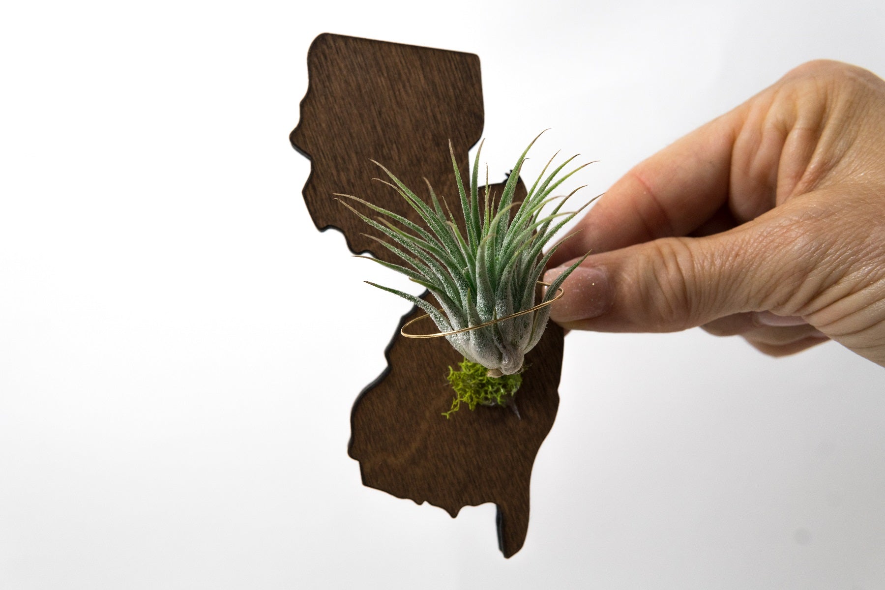 New Jersey State Wooden Cut Out Magnet  + Air Plant