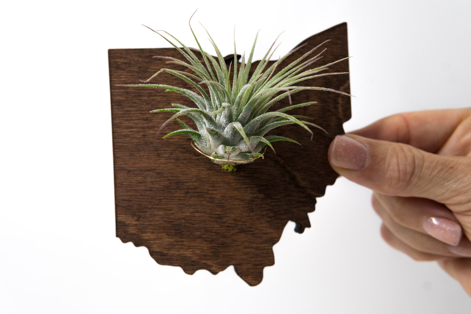 Ohio State Wooden Cut Out Magnet  + Air Plant