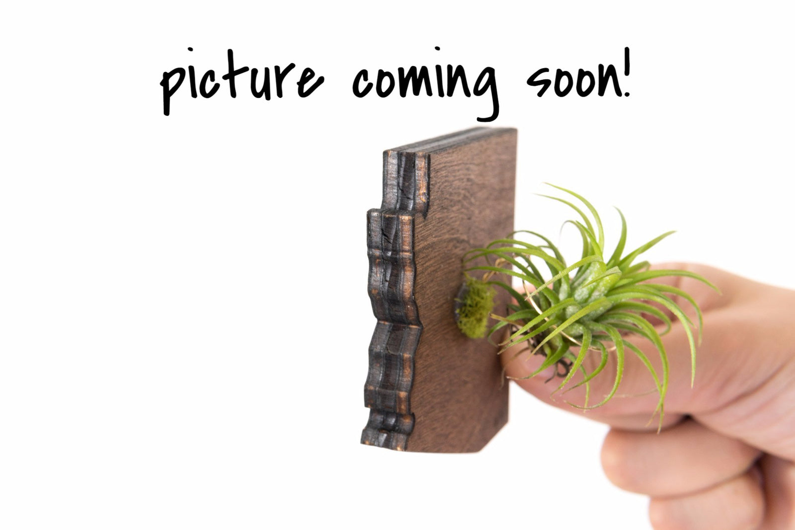 Maryland State Wooden Cut Out Magnet  + Air Plant