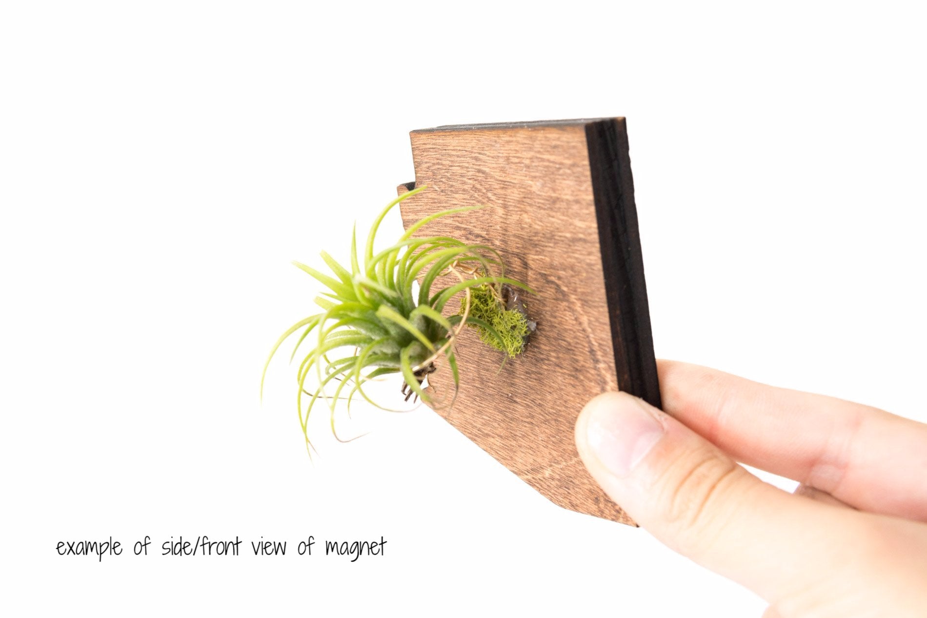 Alaska State Wooden Cut Out Magnet  + Air Plant