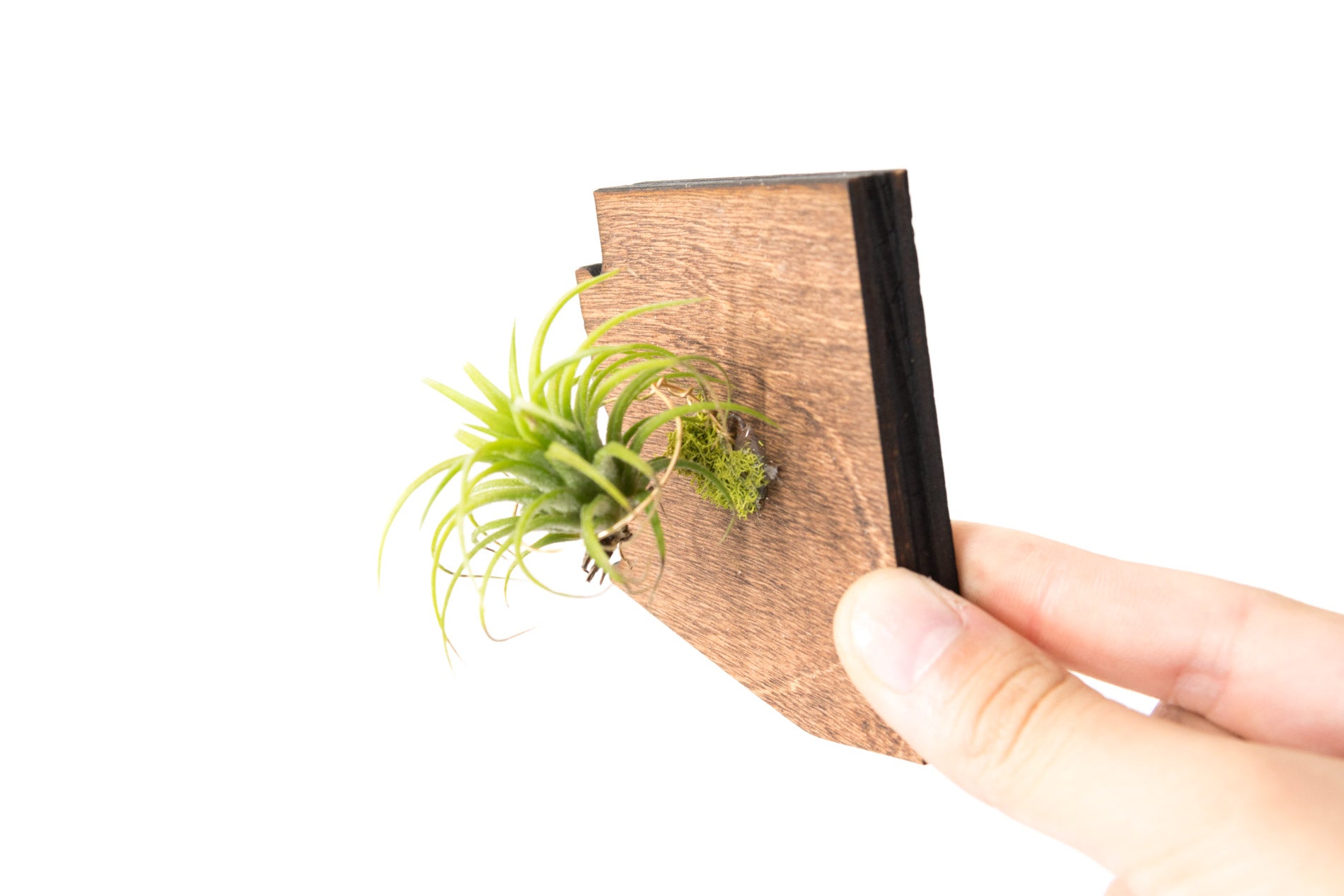 Idaho State Wooden Cut Out Magnet  + Air Plant