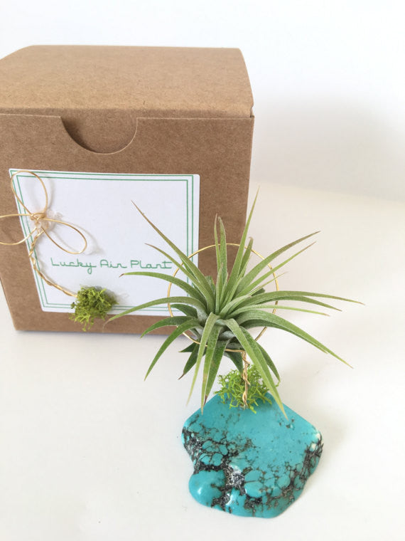 air plant good luck Turquoise + Air Plant
