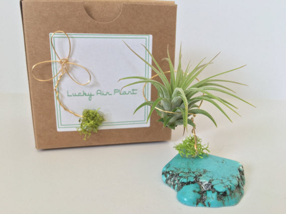 Turquoise + Air Plant
