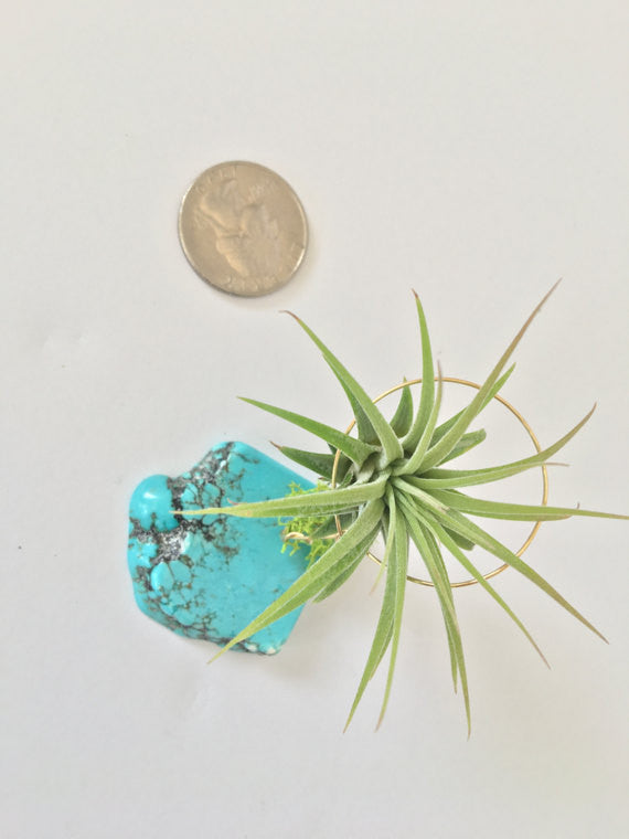 Turquoise + Air Plant