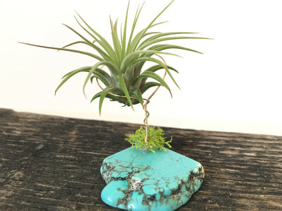 lucky air plant Turquoise + Air Plant