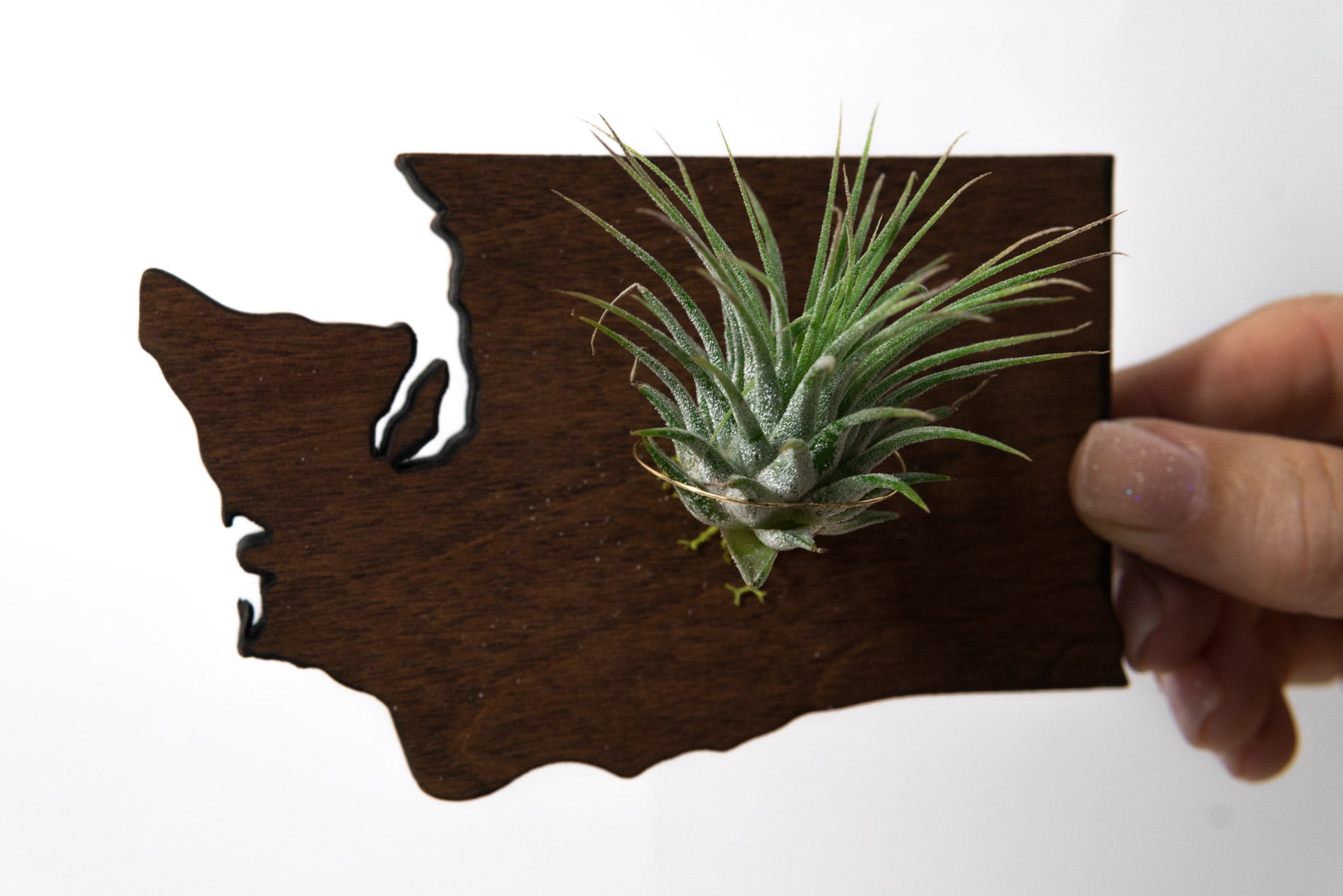 Washington State Wooden Cut Out Magnet  + Air Plant