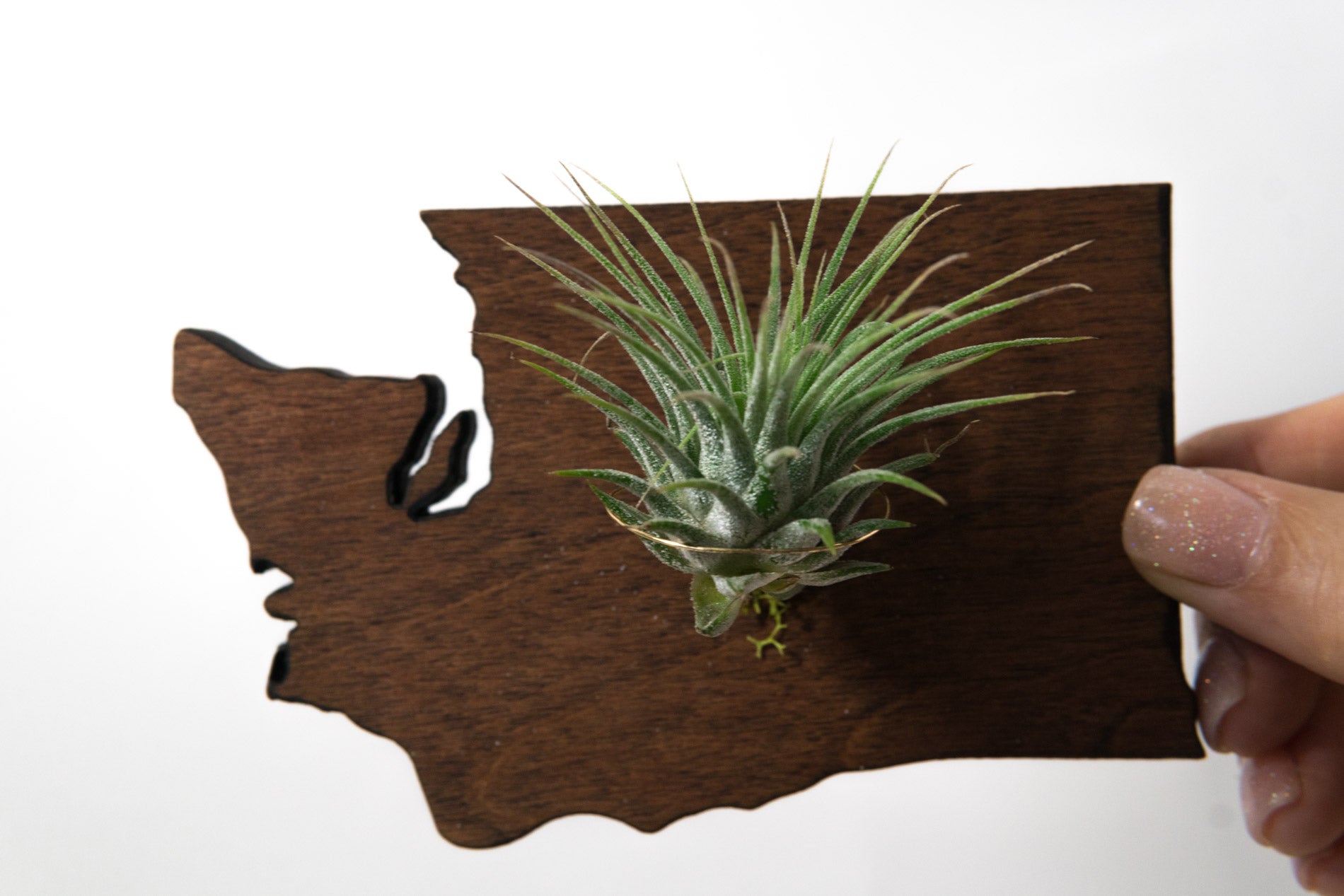 Washington State Wooden Cut Out Magnet  + Air Plant