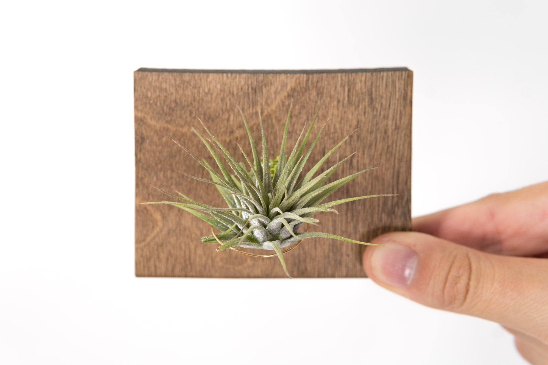 Wyoming State Wooden Cut Out Magnet  + Air Plant