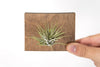 Colorado  State Wooden Cut Out Magnet  + Air Plant