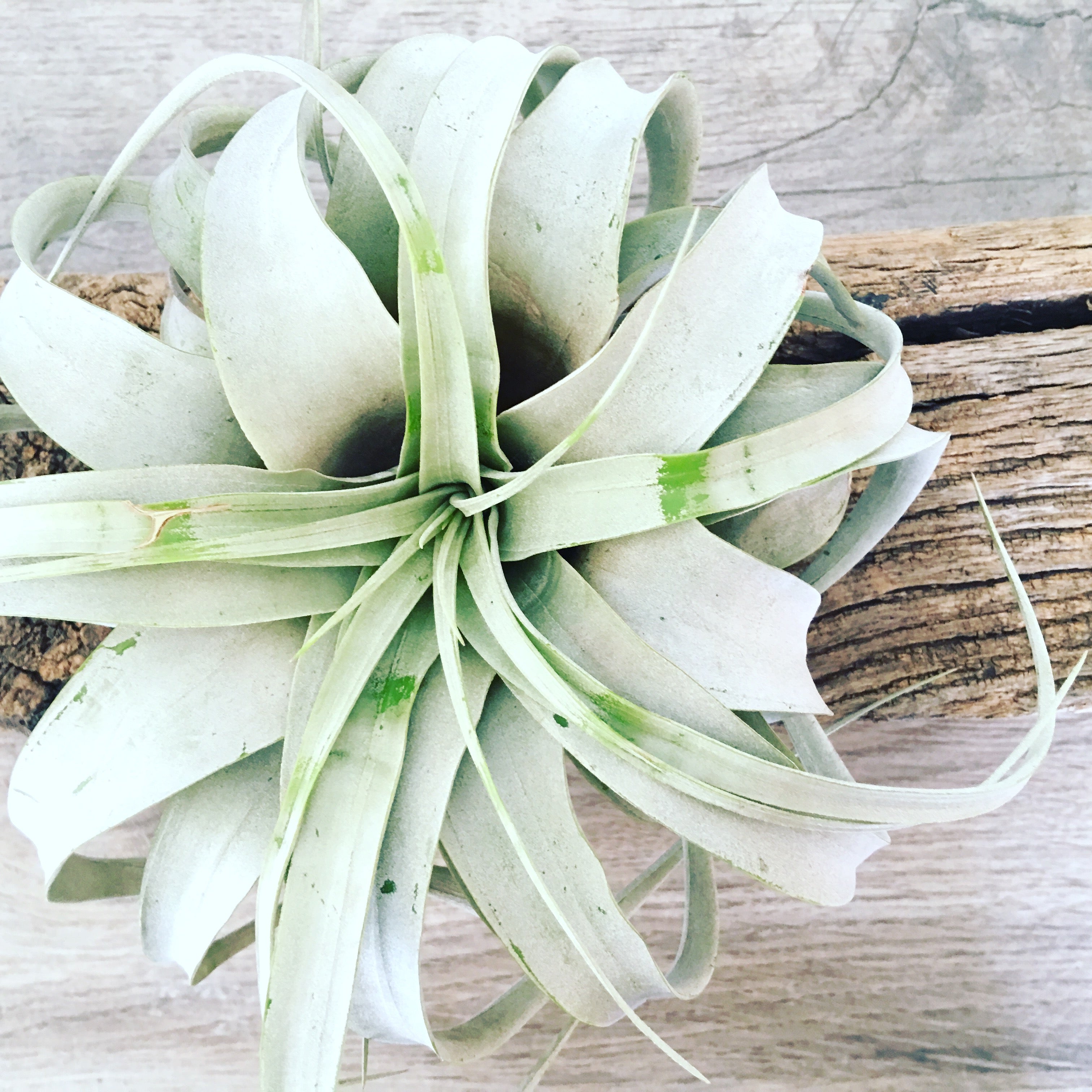 zero graphics air plant Air Plant - Xerographica