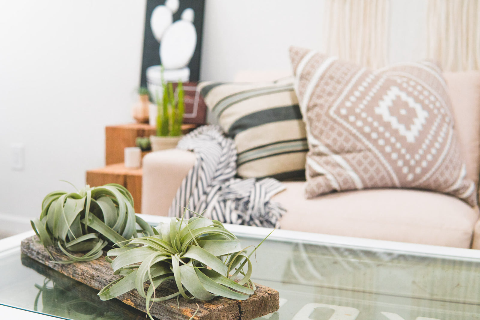 Air Plant - Xerographica